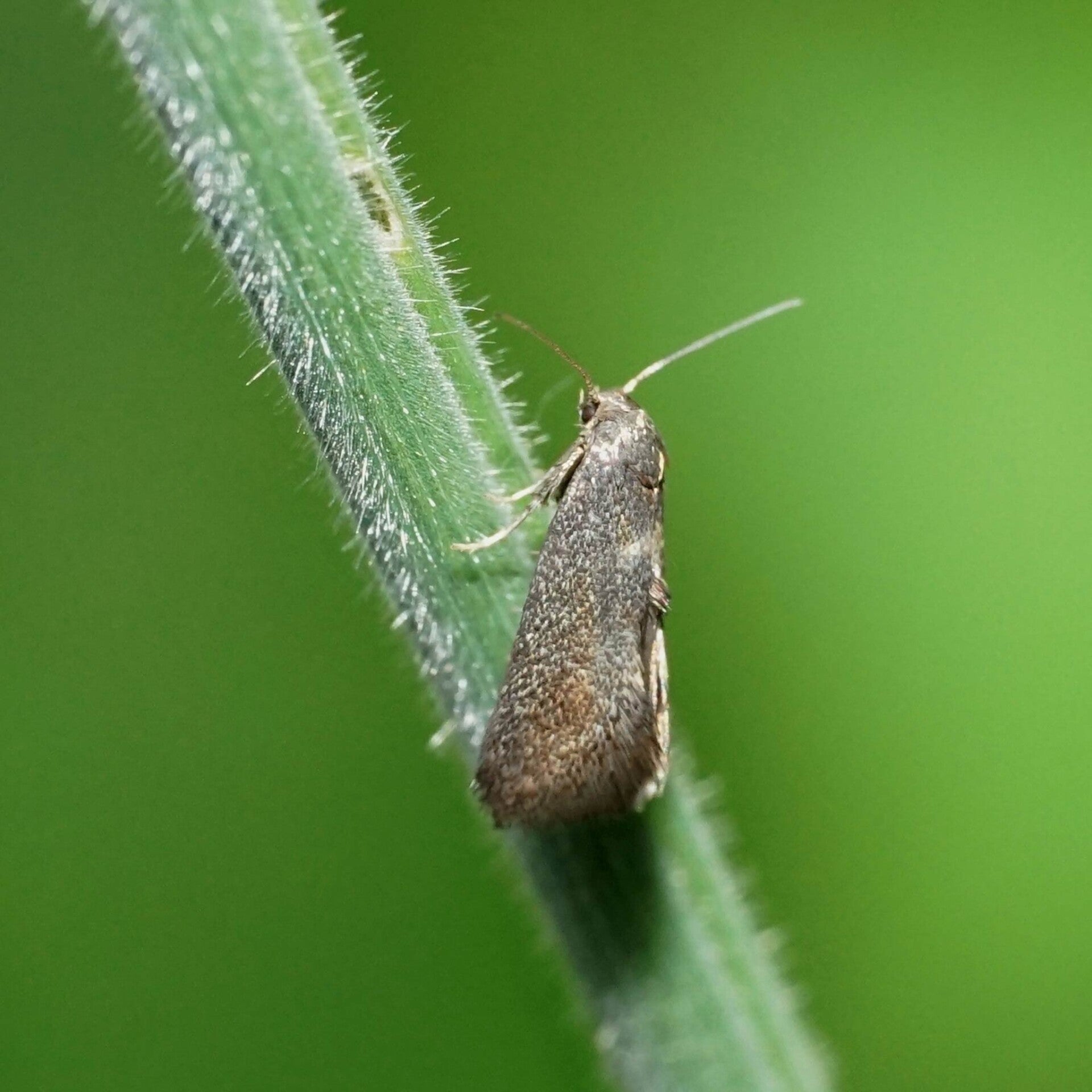 wir flattern auf heimische nachtfalter tagfalter raupen nahrungspflanzen österreich petra urbanek inge biller sabine gasparitz wirflatternauf bugs-team
