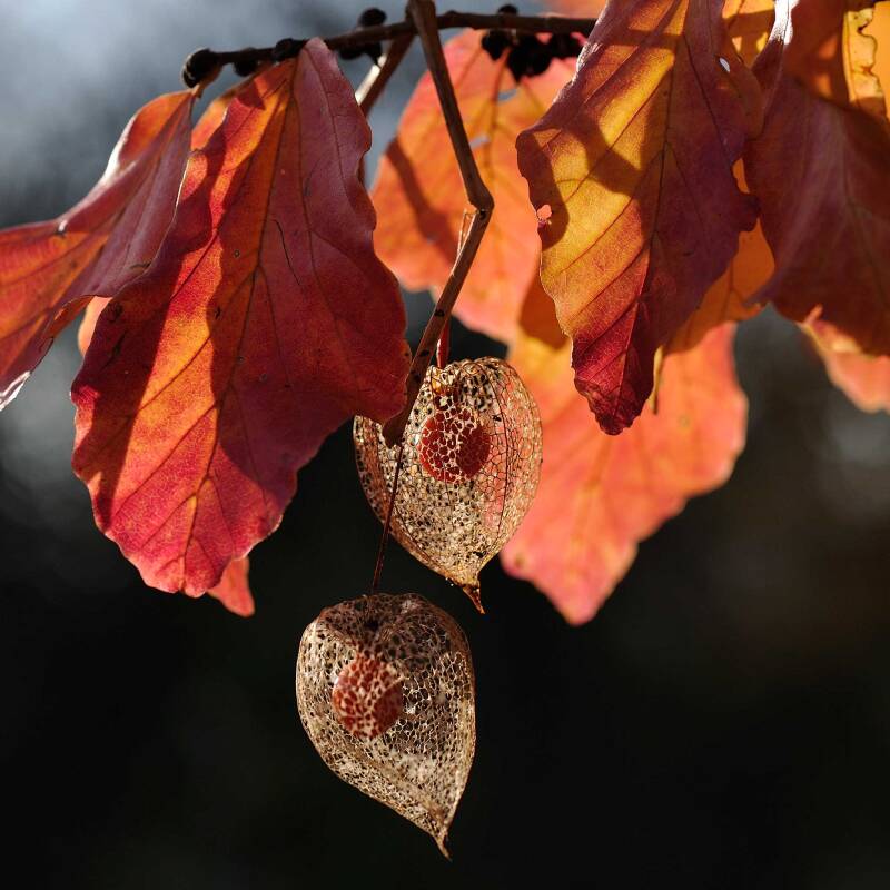 Physalis / Park