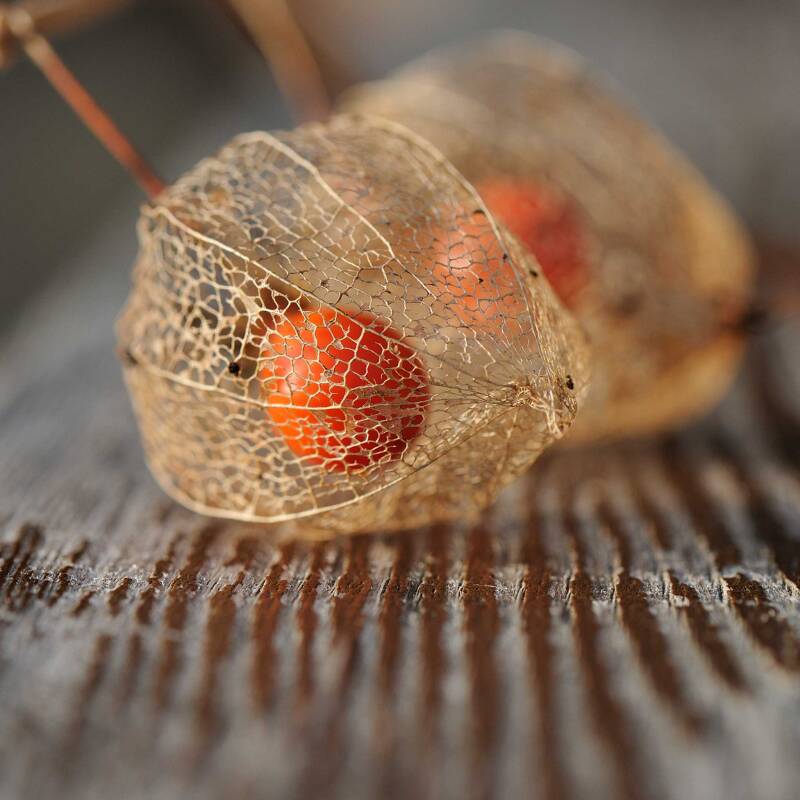 Physalis