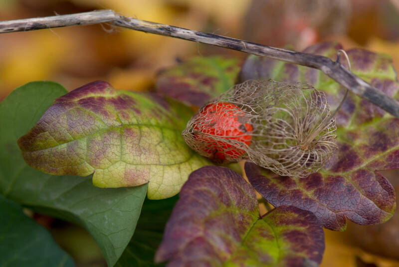 Physalis / Zentralfriedhof