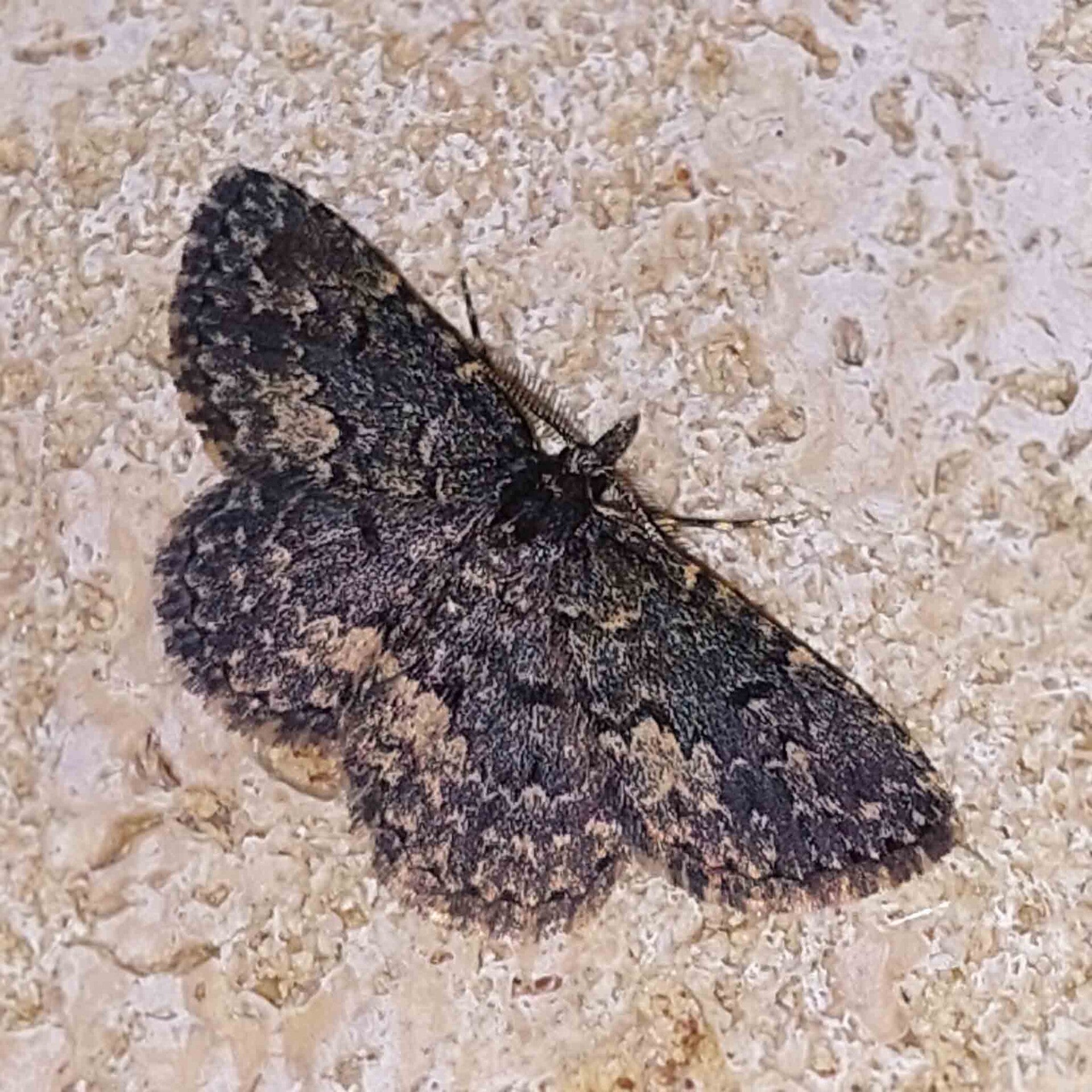 wir flattern auf heimische nachtfalter tagfalter raupen nahrungspflanzen österreich petra urbanek inge biller sabine gasparitz wirflatternauf bugs-team