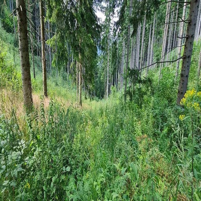 pleschkogel3_siebing5-standard-6re1r4.jpg