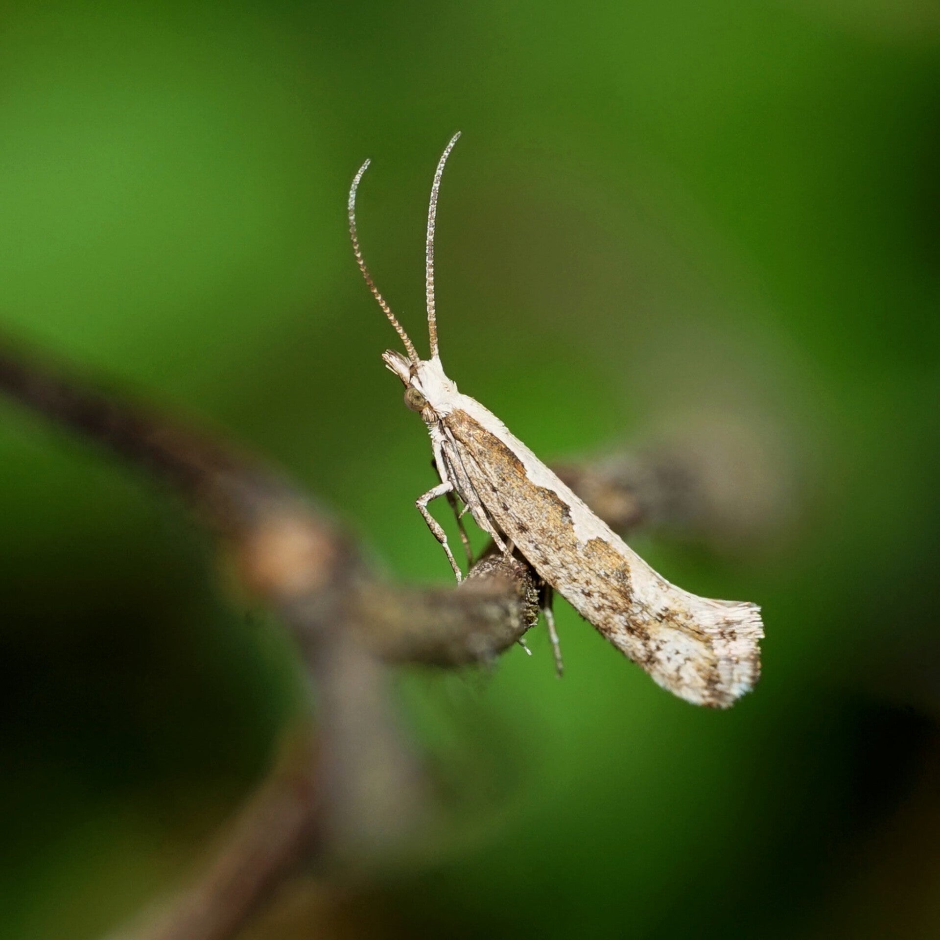 wir flattern auf heimische nachtfalter tagfalter raupen nahrungspflanzen österreich petra urbanek inge biller sabine gasparitz wirflatternauf bugs-team
