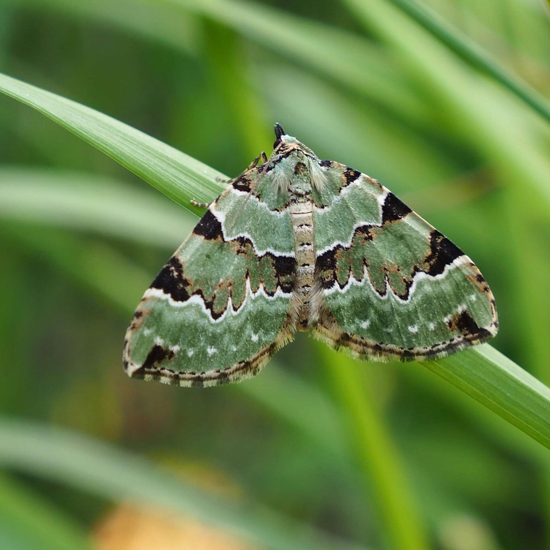 wir flattern auf heimische nachtfalter tagfalter raupen nahrungspflanzen österreich petra urbanek inge biller sabine gasparitz wirflatternauf bugs-team