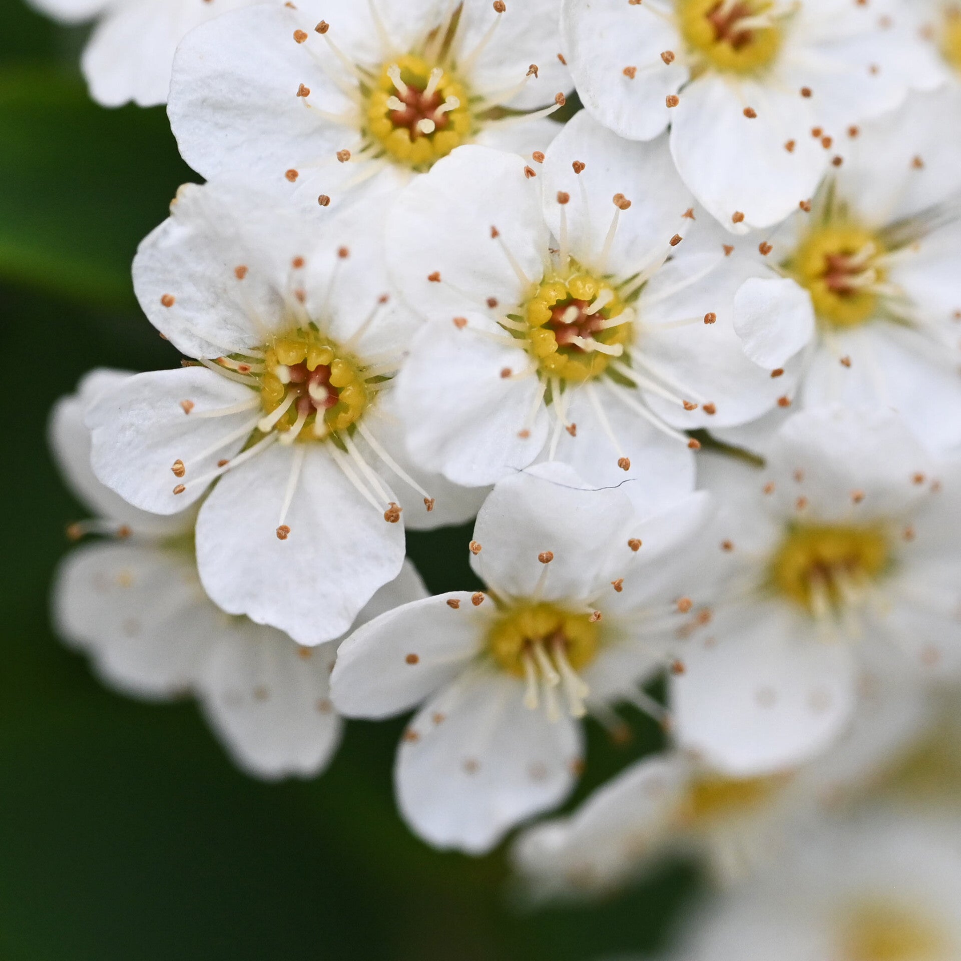 wir flattern auf heimische nachtfalter tagfalter raupen nahrungspflanzen österreich petra urbanek inge biller sabine gasparitz wirflatternauf bugs-team