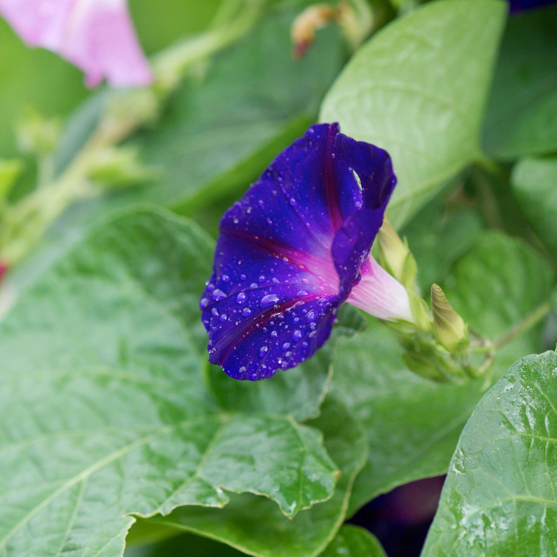 wir flattern auf heimische nachtfalter tagfalter raupen nahrungspflanzen österreich petra urbanek inge biller sabine gasparitz wirflatternauf bugs-team