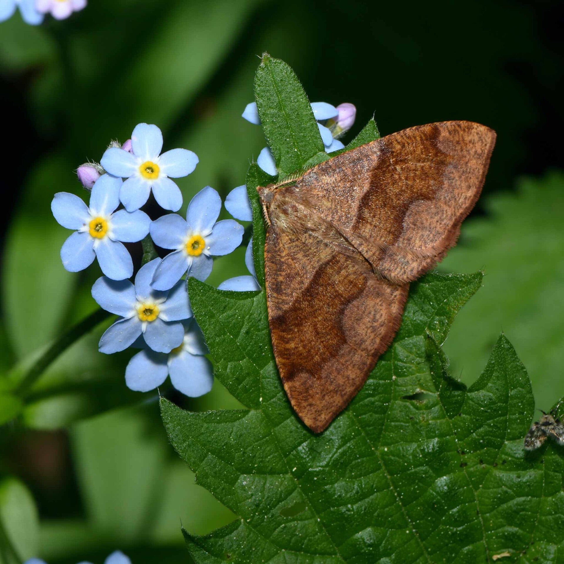 wir flattern auf heimische nachtfalter tagfalter raupen nahrungspflanzen österreich petra urbanek inge biller sabine gasparitz wirflatternauf bugs-team