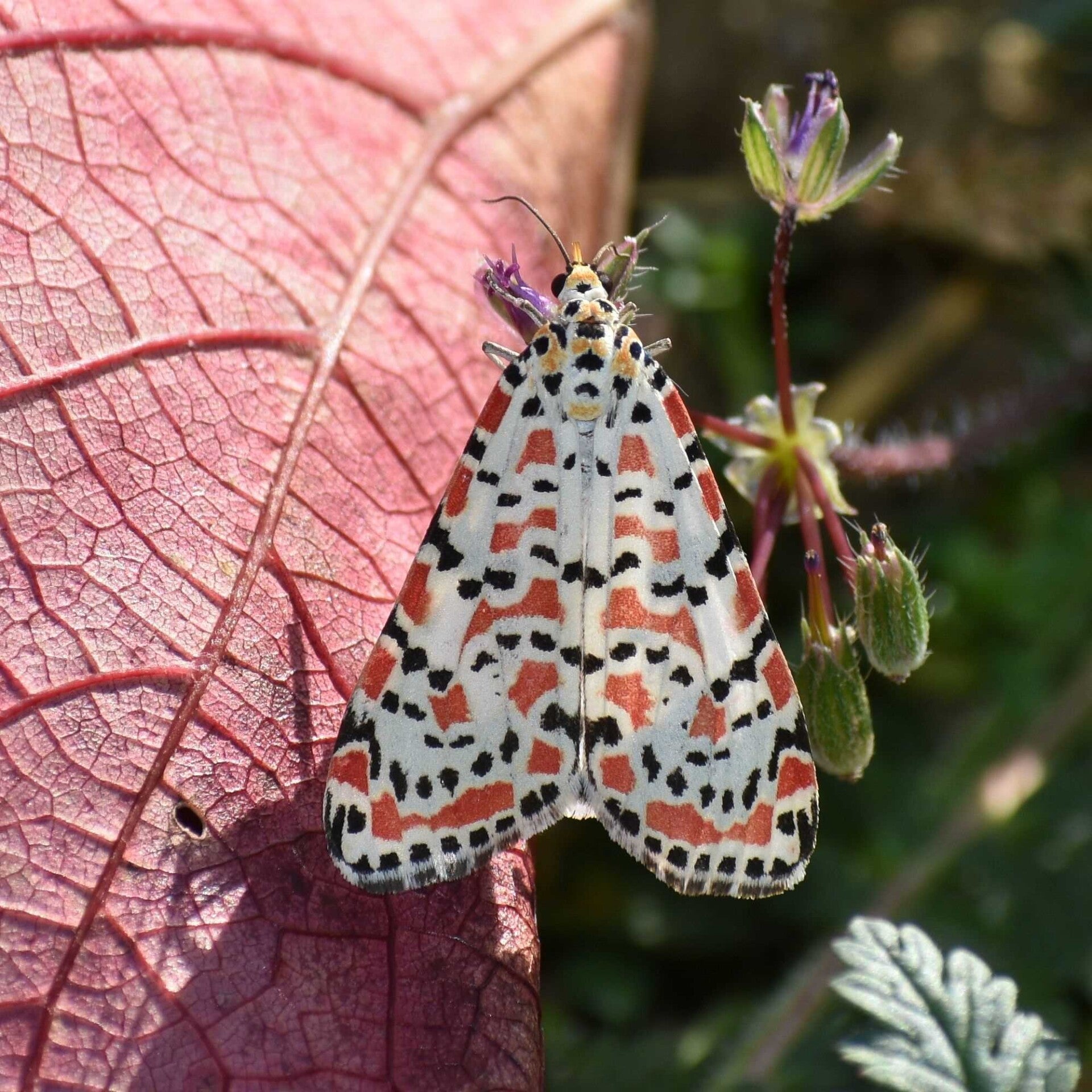 wir flattern auf heimische nachtfalter tagfalter raupen nahrungspflanzen österreich petra urbanek inge biller sabine gasparitz wirflatternauf bugs-team