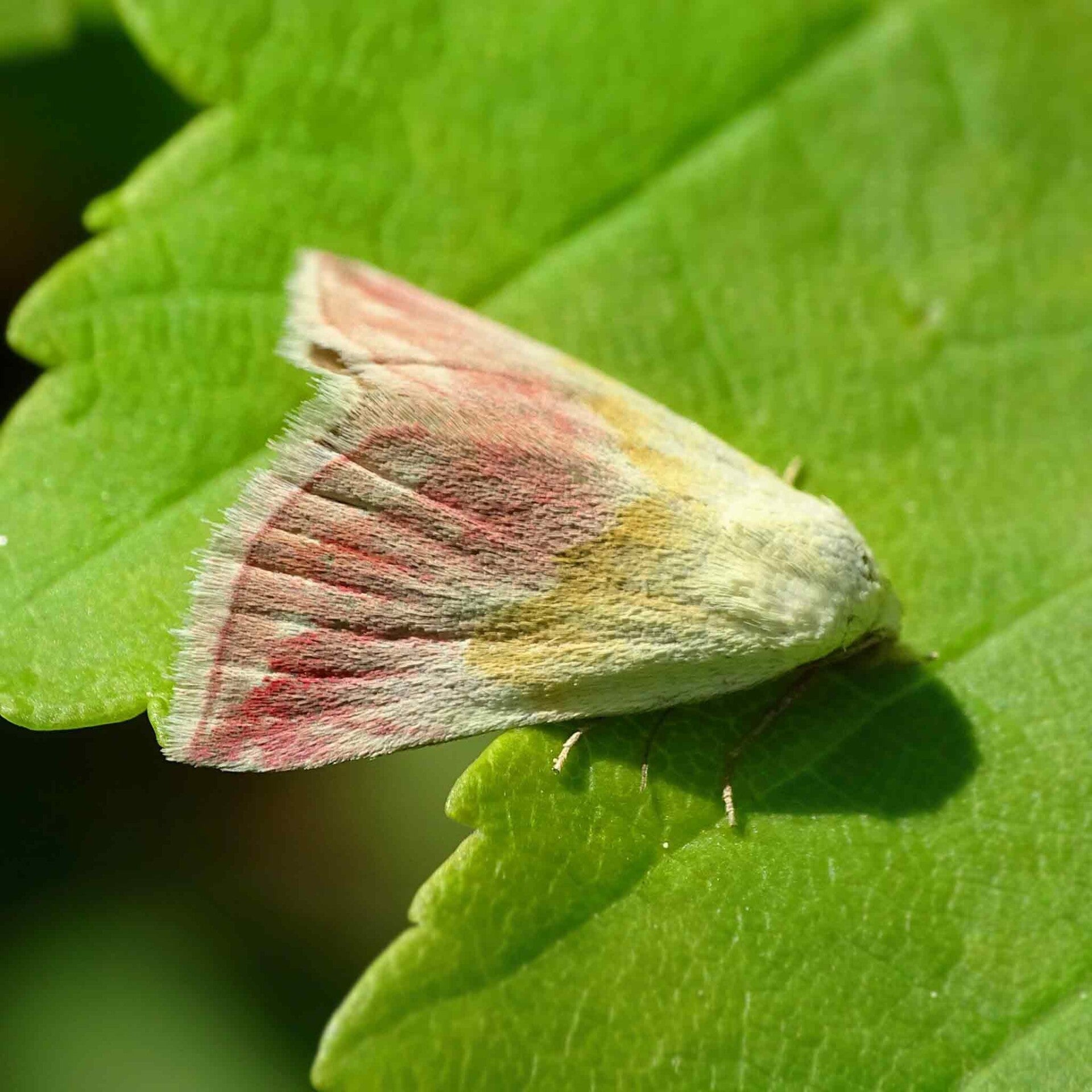 wir flattern auf heimische nachtfalter tagfalter raupen nahrungspflanzen österreich petra urbanek inge biller sabine gasparitz wirflatternauf bugs-team