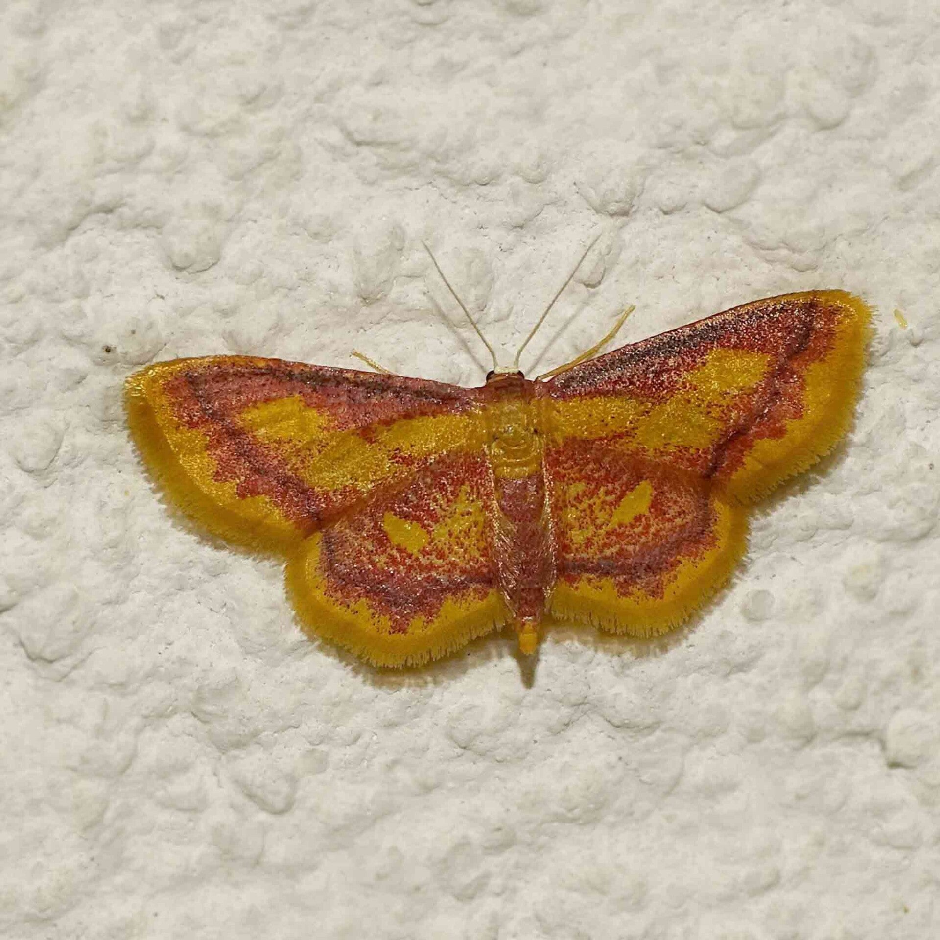 wir flattern auf heimische nachtfalter tagfalter raupen nahrungspflanzen österreich petra urbanek inge biller sabine gasparitz wirflatternauf bugs-team