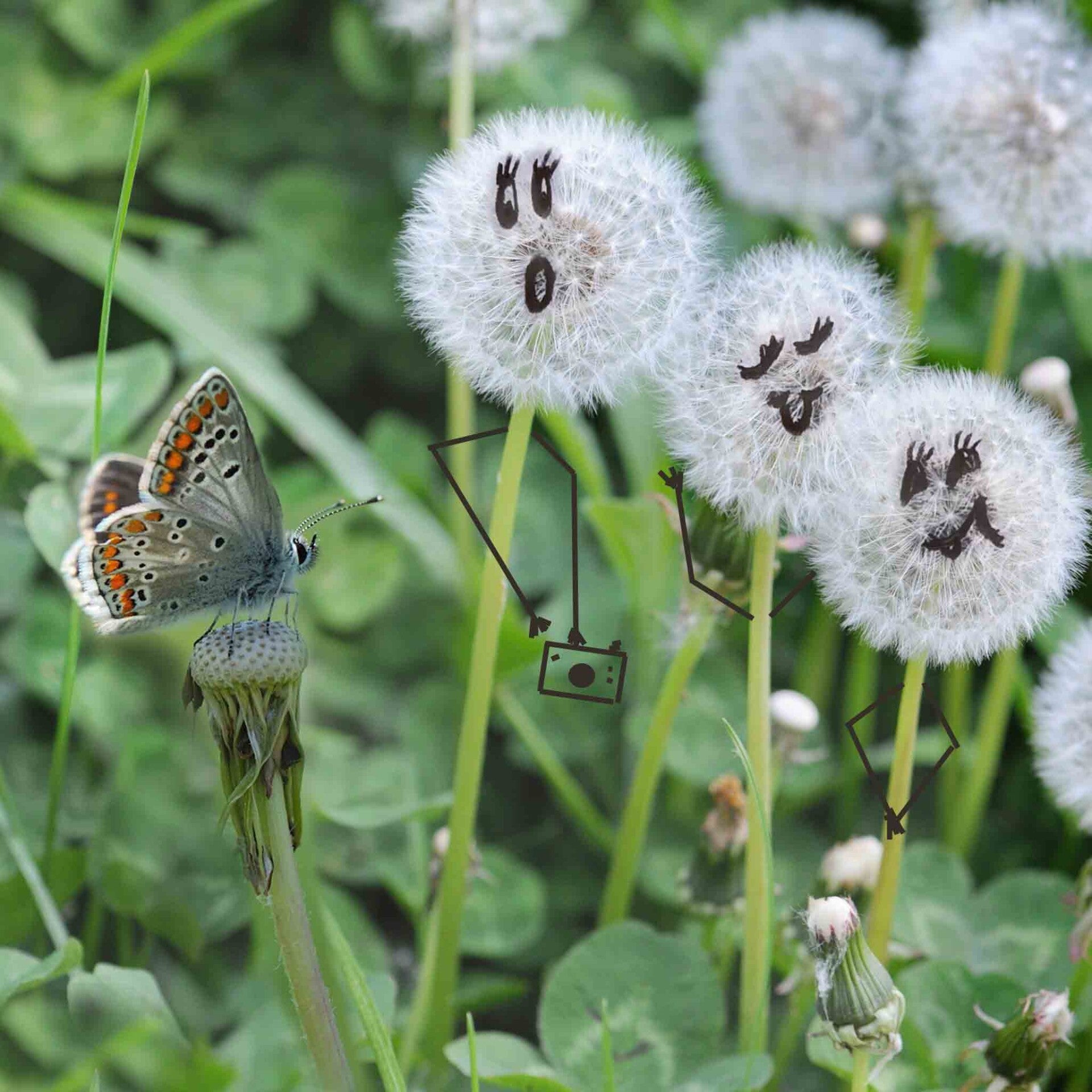 wir flattern auf heimische nachtfalter tagfalter raupen nahrungspflanzen österreich petra urbanek inge biller sabine gasparitz wirflatternauf bugs-team