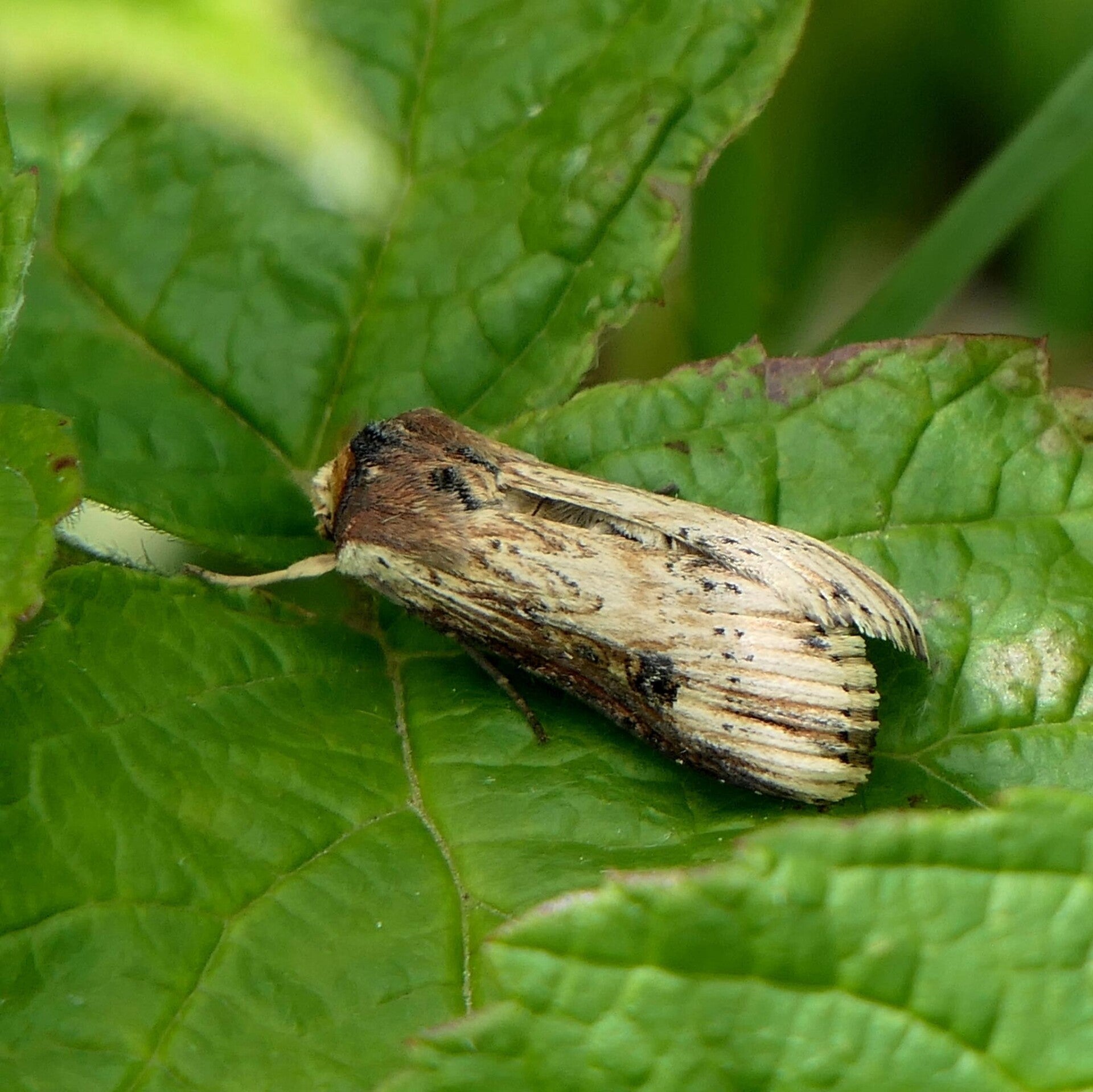 wir flattern auf heimische nachtfalter tagfalter raupen nahrungspflanzen österreich petra urbanek inge biller sabine gasparitz wirflatternauf bugs-team