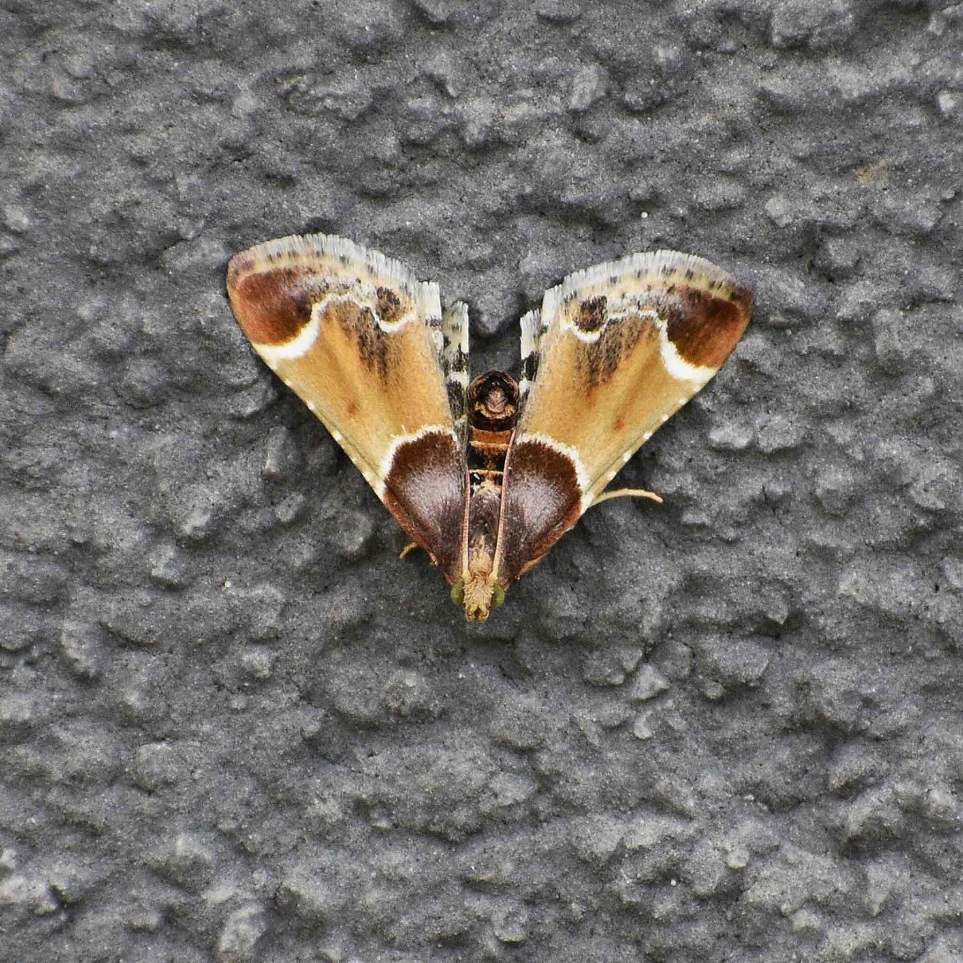 wir flattern auf heimische nachtfalter tagfalter raupen nahrungspflanzen österreich petra urbanek inge biller sabine gasparitz wirflatternauf bugs-team
