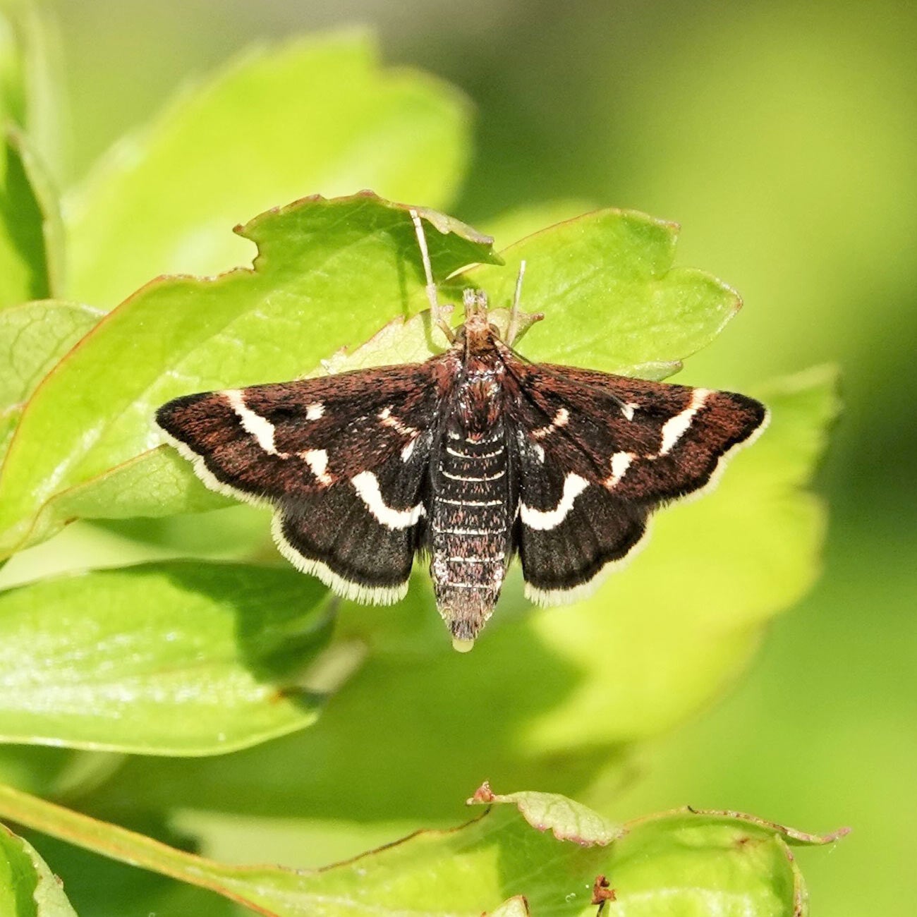 wir flattern auf heimische nachtfalter tagfalter raupen nahrungspflanzen österreich petra urbanek inge biller sabine gasparitz wirflatternauf bugs-team
