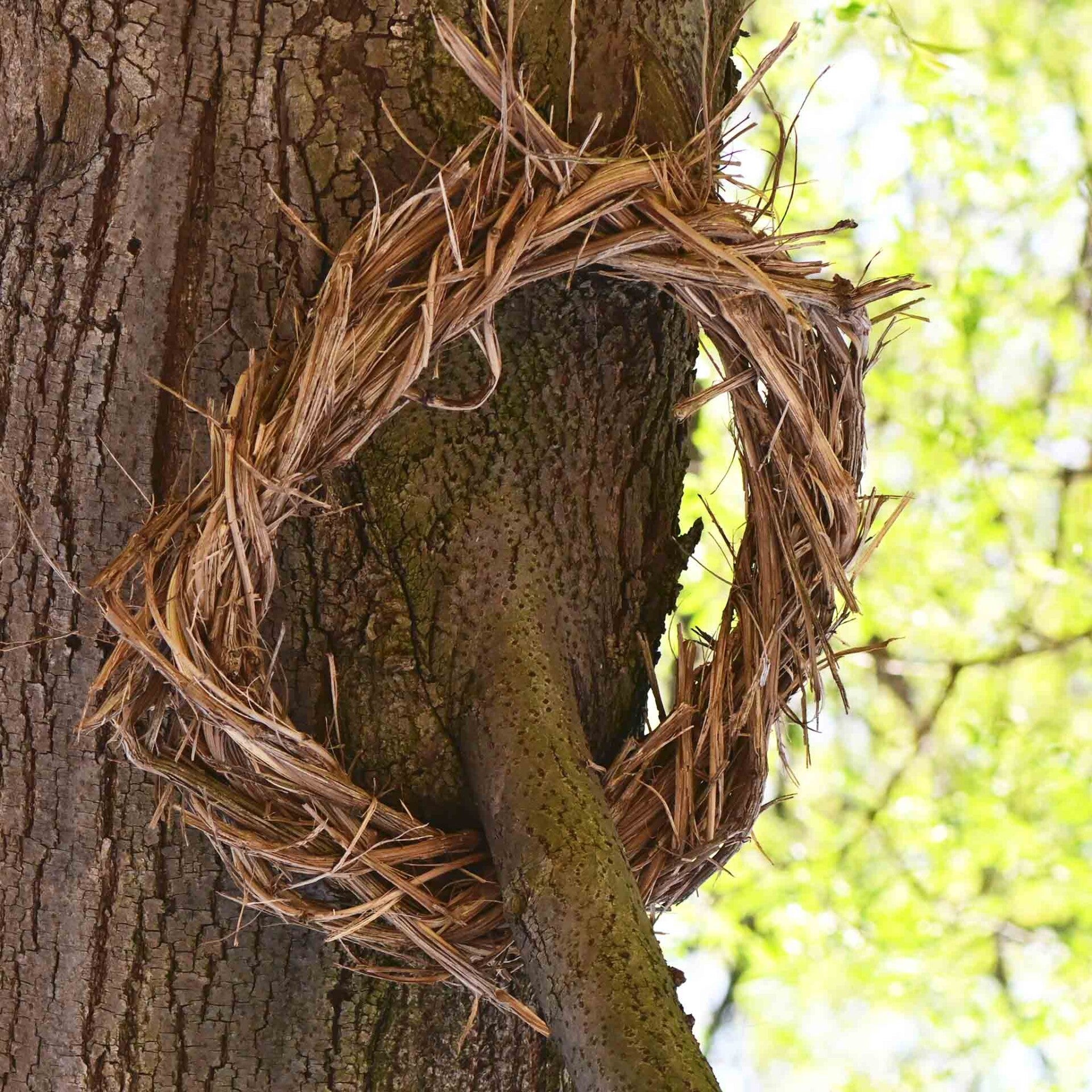 wir flattern auf heimische nachtfalter tagfalter raupen nahrungspflanzen österreich petra urbanek inge biller sabine gasparitz wirflatternauf bugs-team