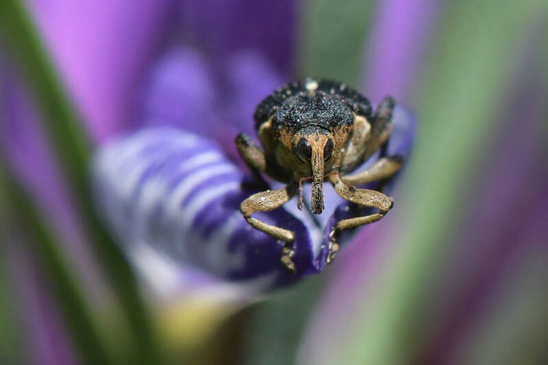 Rüsselkäfer auf Lilie / Alpengarten