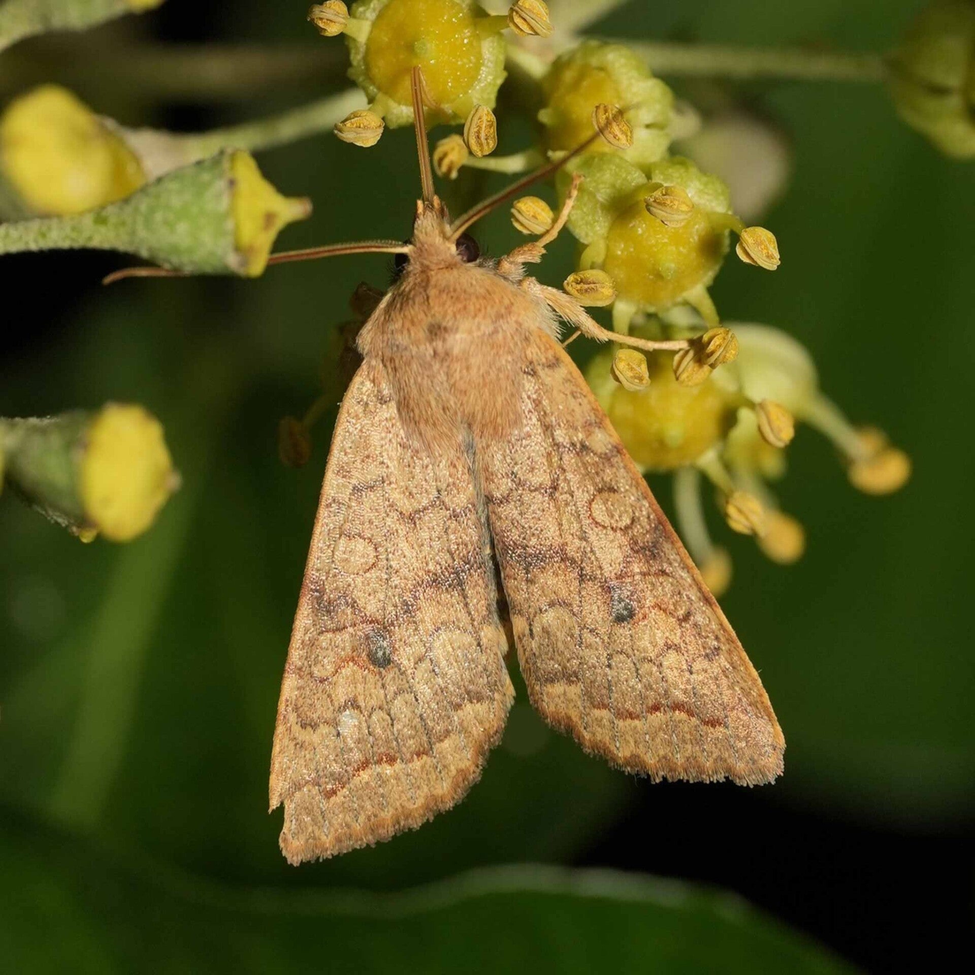 wir flattern auf heimische nachtfalter tagfalter raupen nahrungspflanzen österreich petra urbanek inge biller sabine gasparitz wirflatternauf bugs-team
