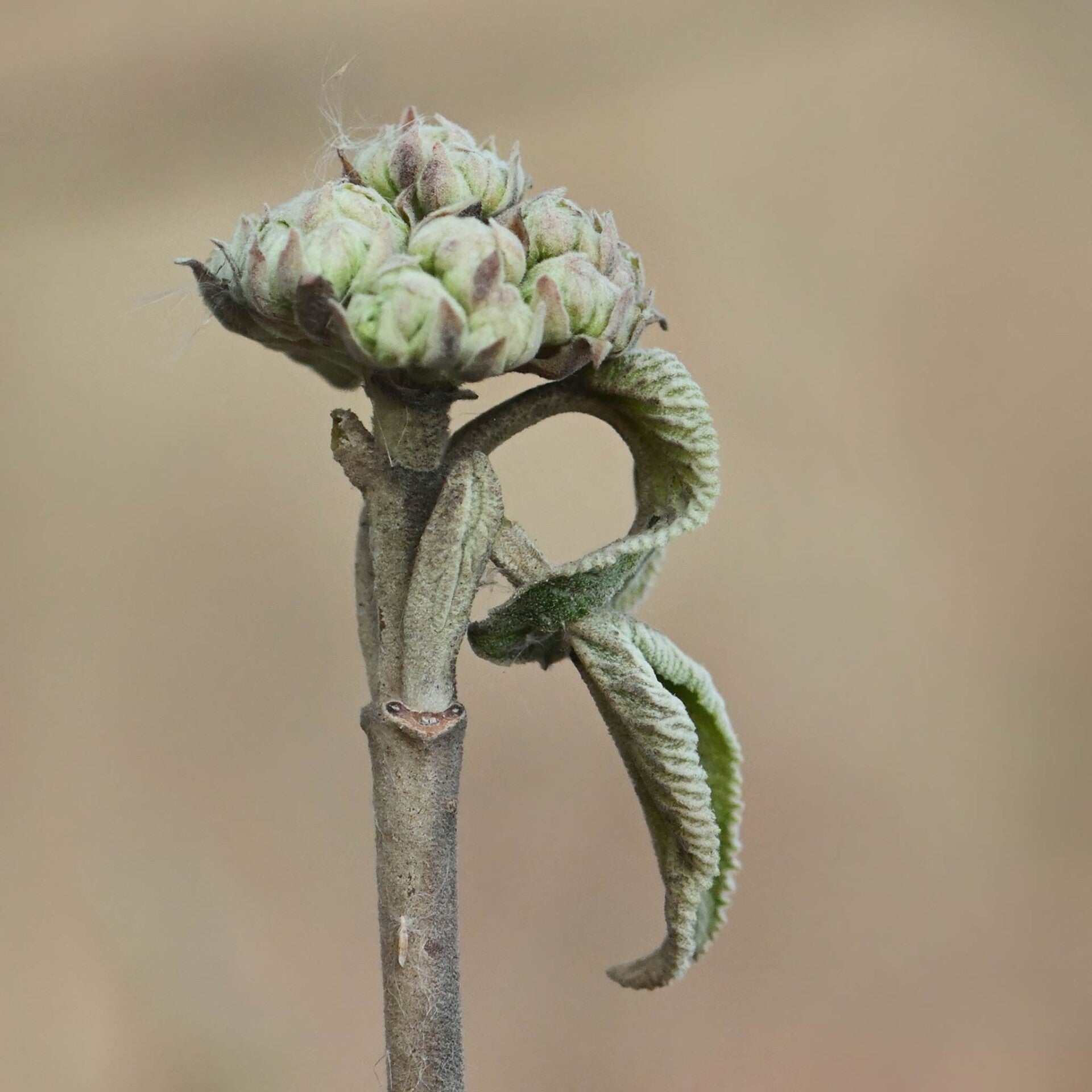 wir flattern auf heimische nachtfalter tagfalter raupen nahrungspflanzen österreich petra urbanek inge biller sabine gasparitz wirflatternauf bugs-team