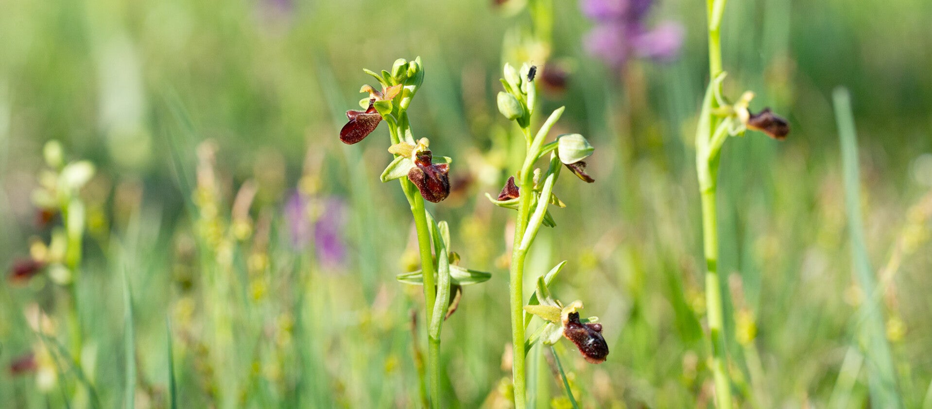 wir flattern auf heimische nachtfalter tagfalter raupen nahrungspflanzen österreich petra urbanek inge biller sabine gasparitz wirflatternauf bugs-team
