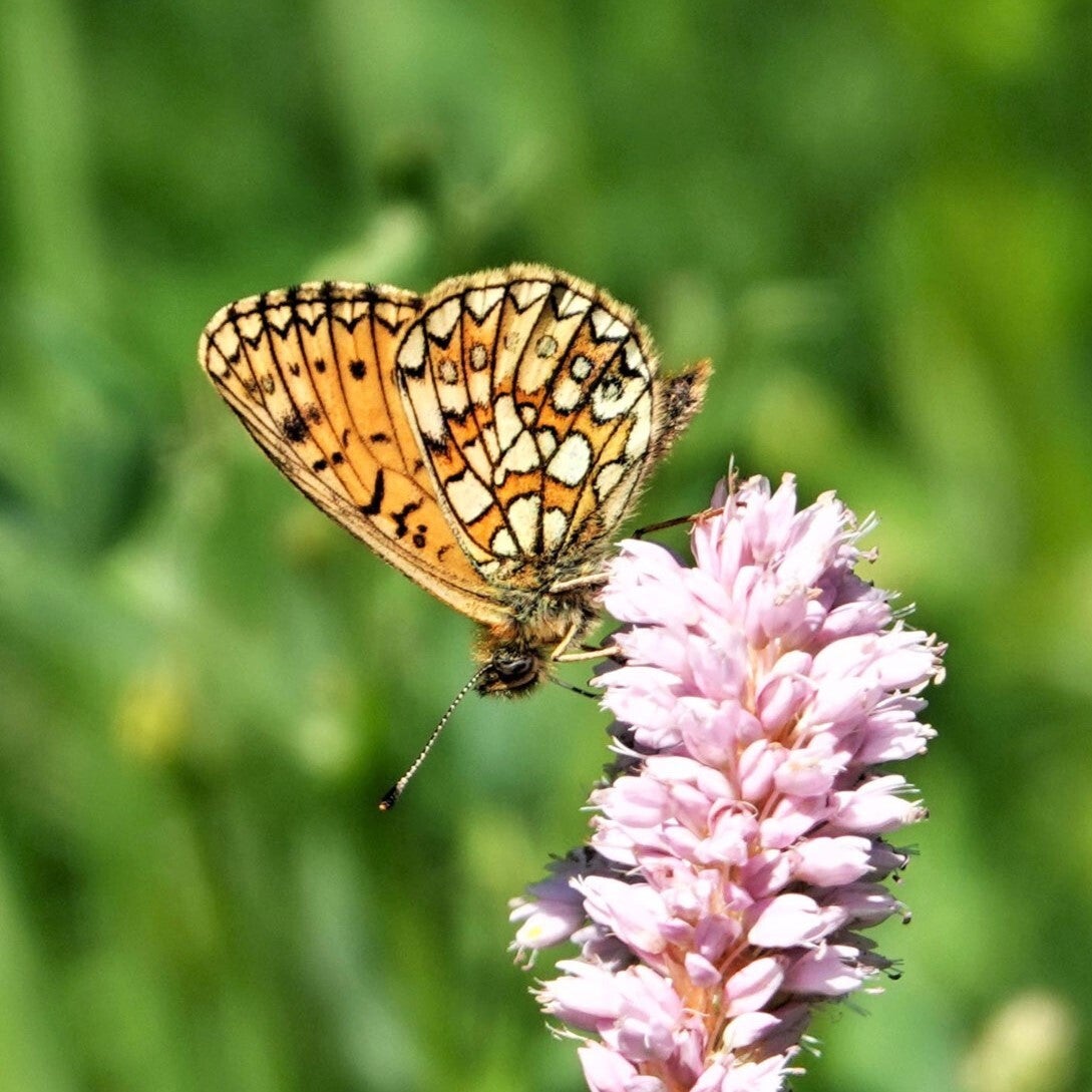 wir flattern auf heimische nachtfalter tagfalter raupen nahrungspflanzen österreich petra urbanek inge biller sabine gasparitz wirflatternauf bugs-team