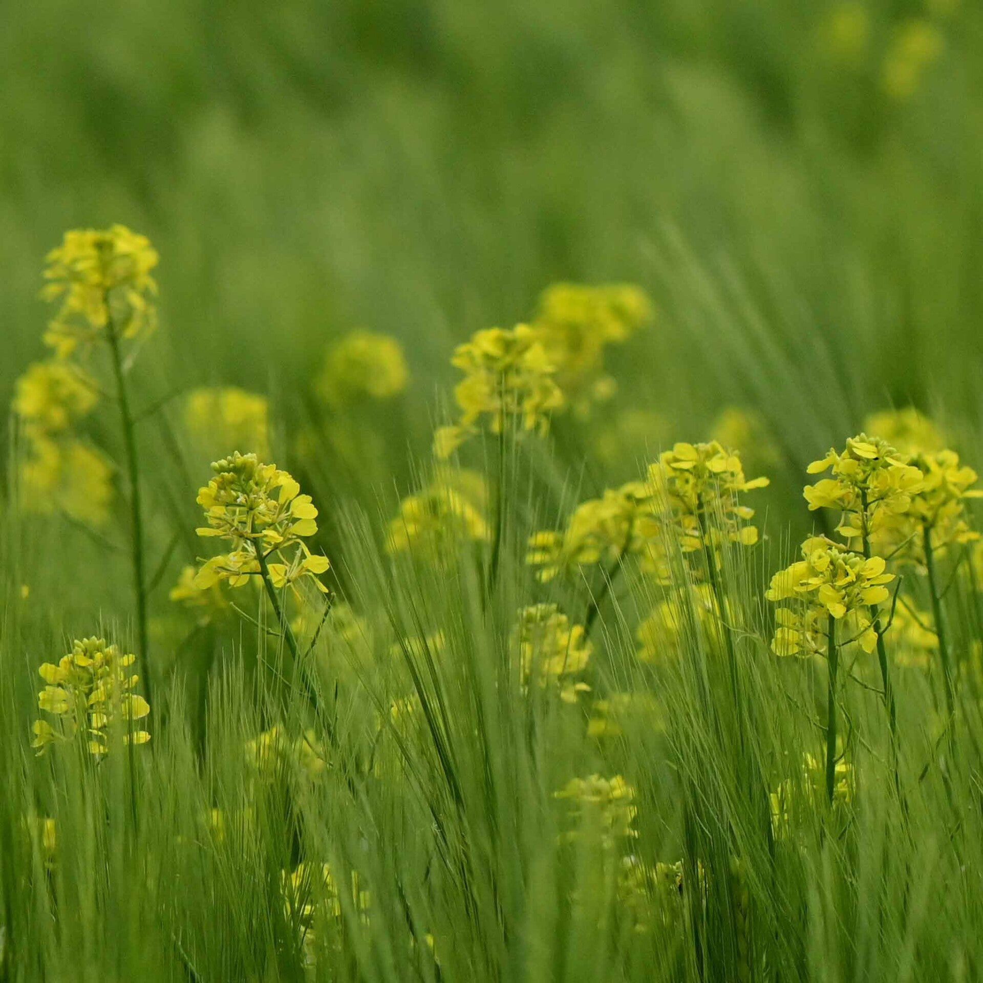 wir flattern auf heimische nachtfalter tagfalter raupen nahrungspflanzen österreich petra urbanek inge biller sabine gasparitz wirflatternauf bugs-team