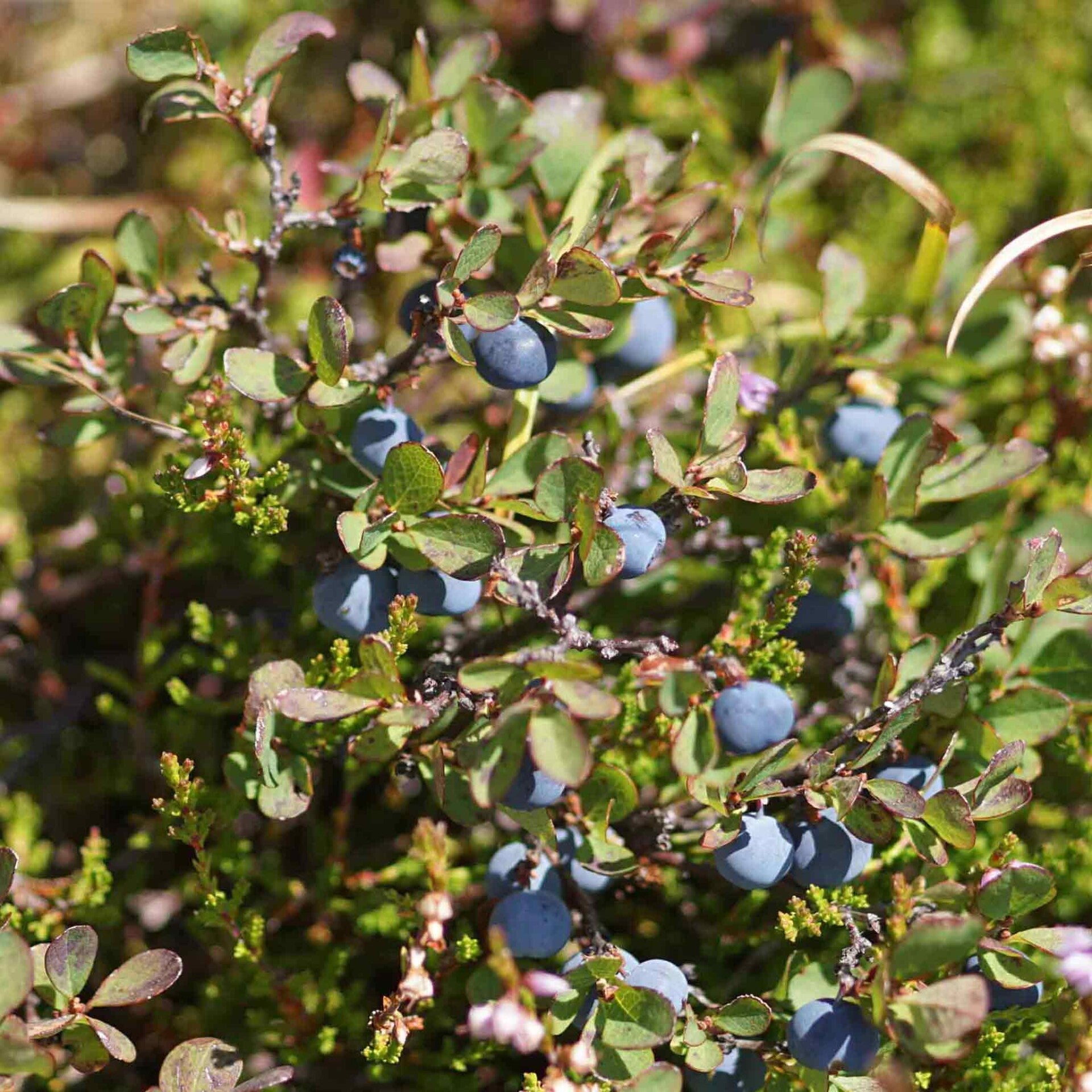 wir flattern auf heimische nachtfalter tagfalter raupen nahrungspflanzen österreich petra urbanek inge biller sabine gasparitz wirflatternauf bugs-team