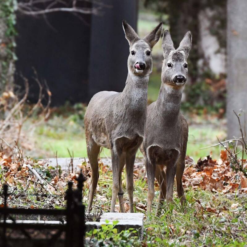 Rehe / Zentralfriedhof