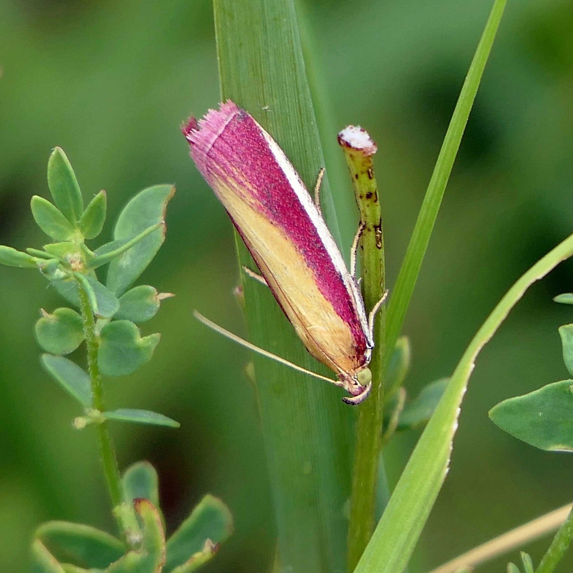 wir flattern auf heimische nachtfalter tagfalter raupen nahrungspflanzen österreich petra urbanek inge biller sabine gasparitz wirflatternauf bugs-team