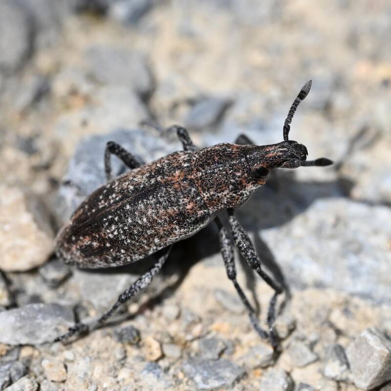 Rhabdorrhynchus echii / Marchegg