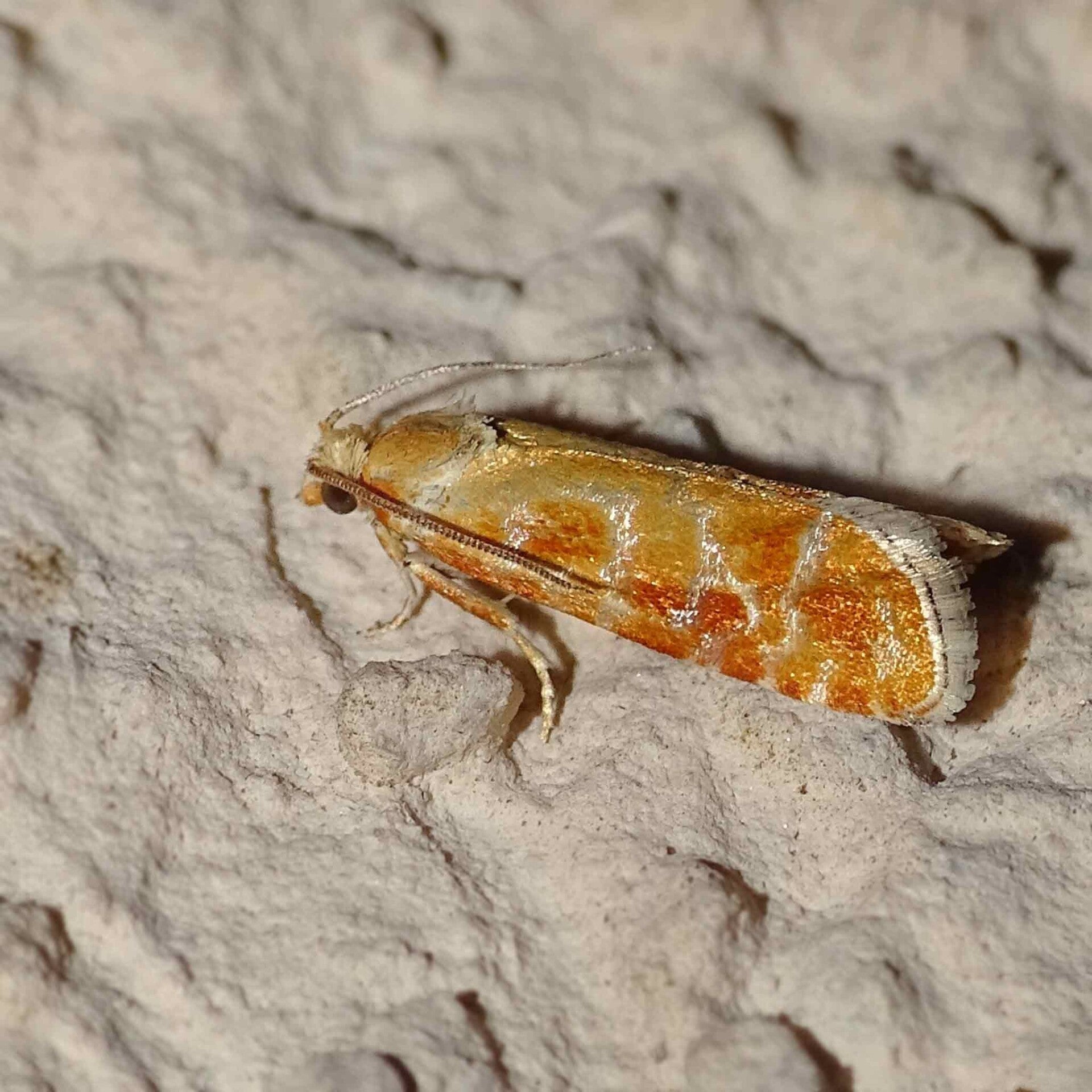 wir flattern auf heimische nachtfalter tagfalter raupen nahrungspflanzen österreich petra urbanek inge biller sabine gasparitz wirflatternauf bugs-team