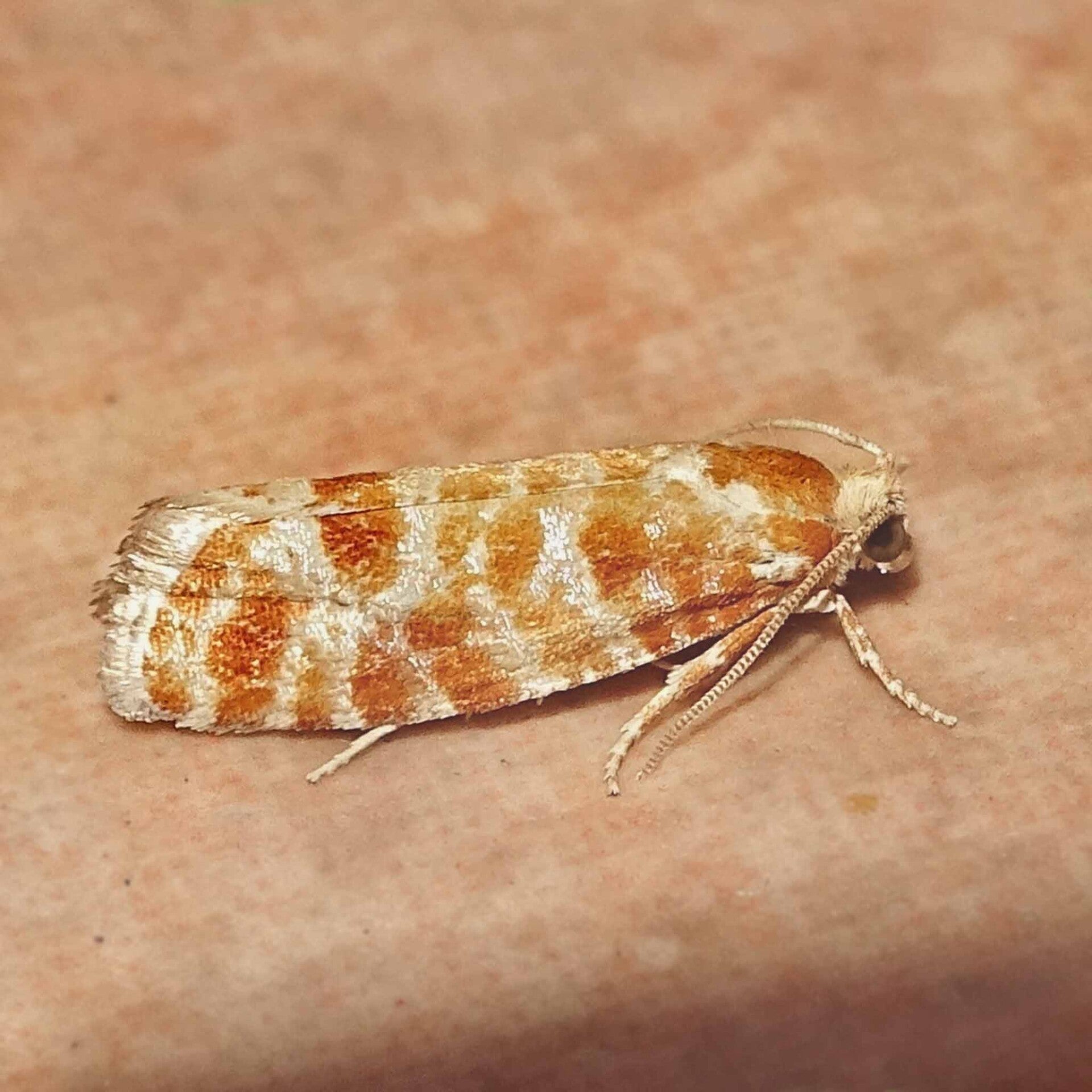 wir flattern auf heimische nachtfalter tagfalter raupen nahrungspflanzen österreich petra urbanek inge biller sabine gasparitz wirflatternauf bugs-team