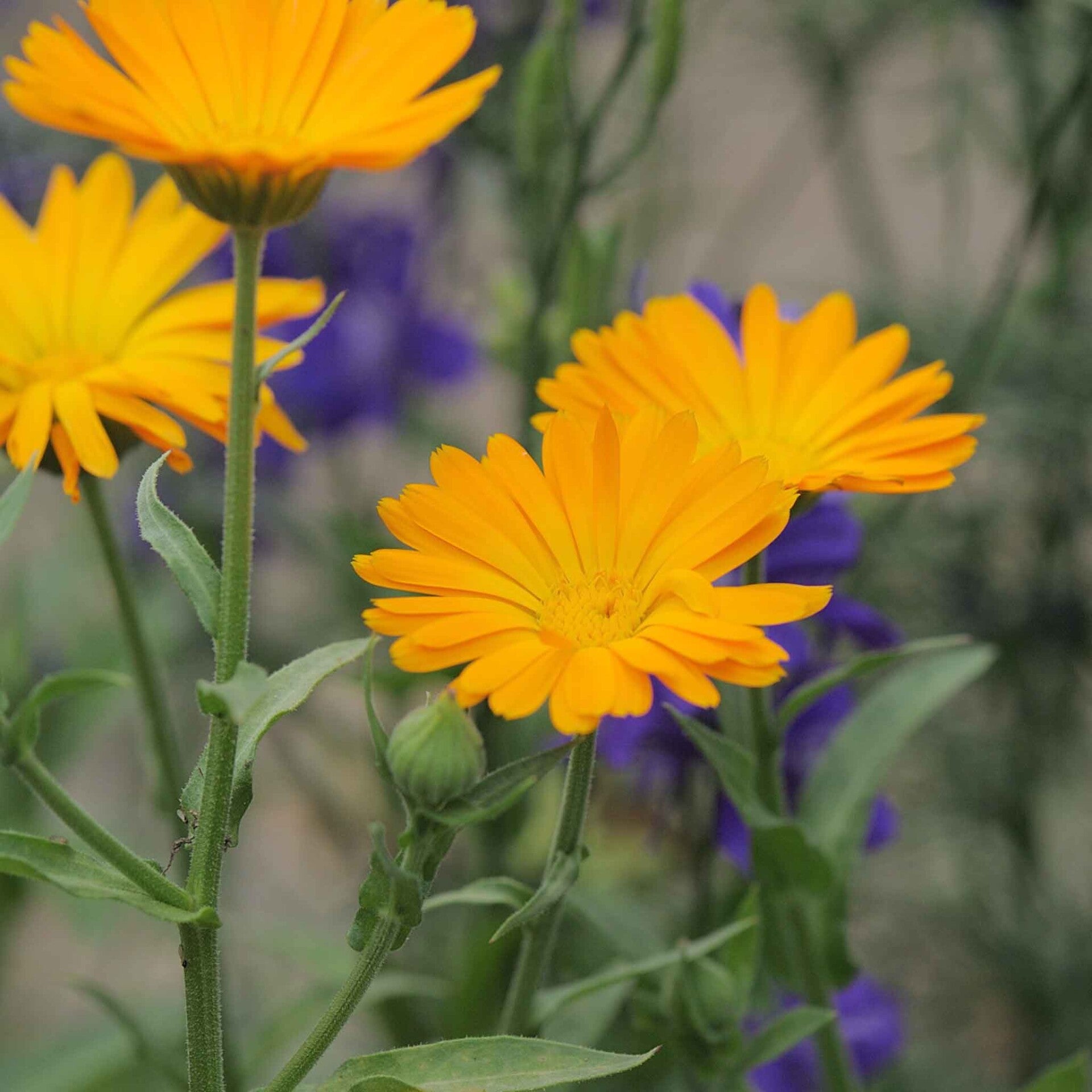 wir flattern auf heimische nachtfalter tagfalter raupen nahrungspflanzen österreich petra urbanek inge biller sabine gasparitz wirflatternauf bugs-team