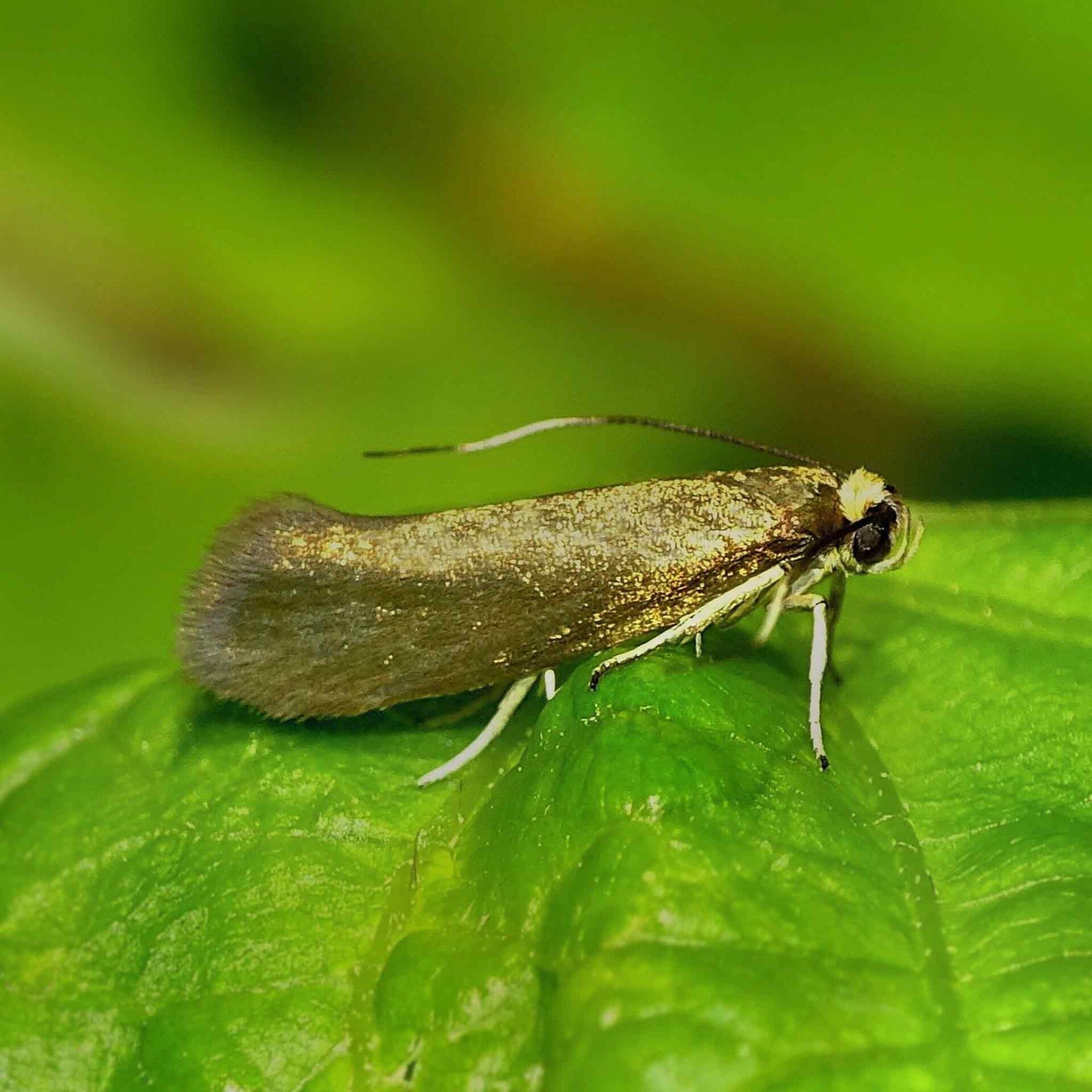 wir flattern auf heimische nachtfalter tagfalter raupen nahrungspflanzen österreich petra urbanek inge biller sabine gasparitz wirflatternauf bugs-team