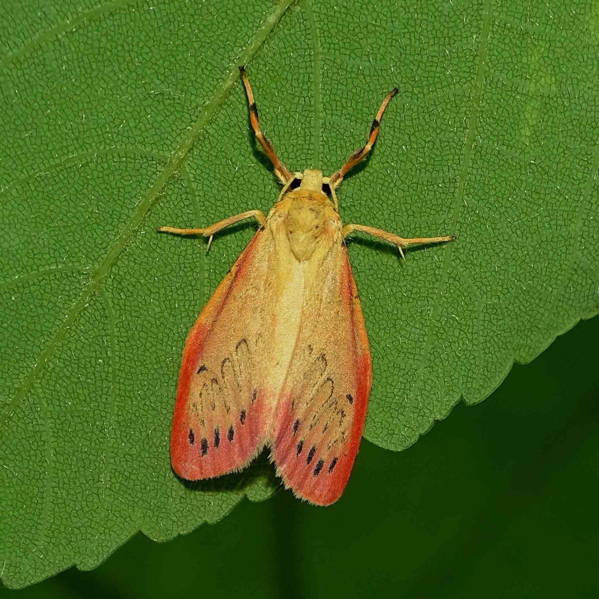 wir flattern auf heimische nachtfalter tagfalter raupen nahrungspflanzen österreich petra urbanek inge biller sabine gasparitz wirflatternauf bugs-team