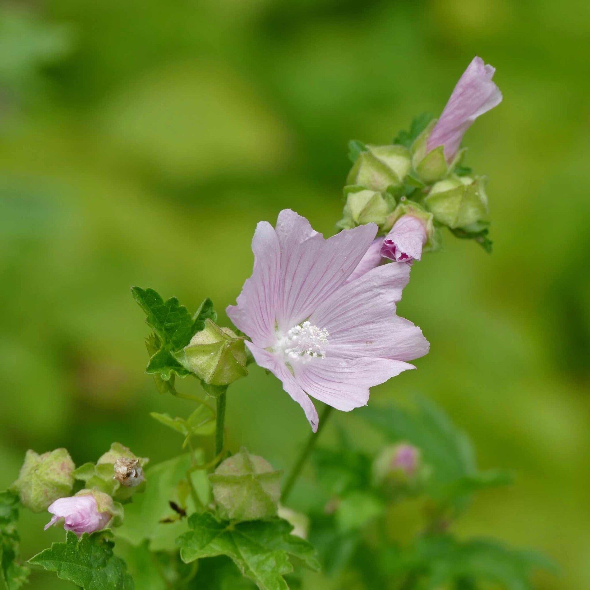 wir flattern auf heimische nachtfalter tagfalter raupen nahrungspflanzen österreich petra urbanek inge biller sabine gasparitz wirflatternauf bugs-team