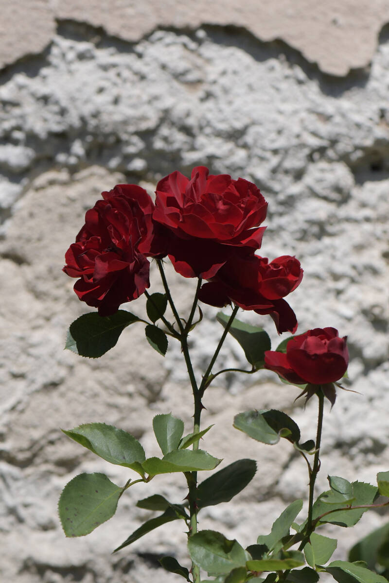 Rosengarten