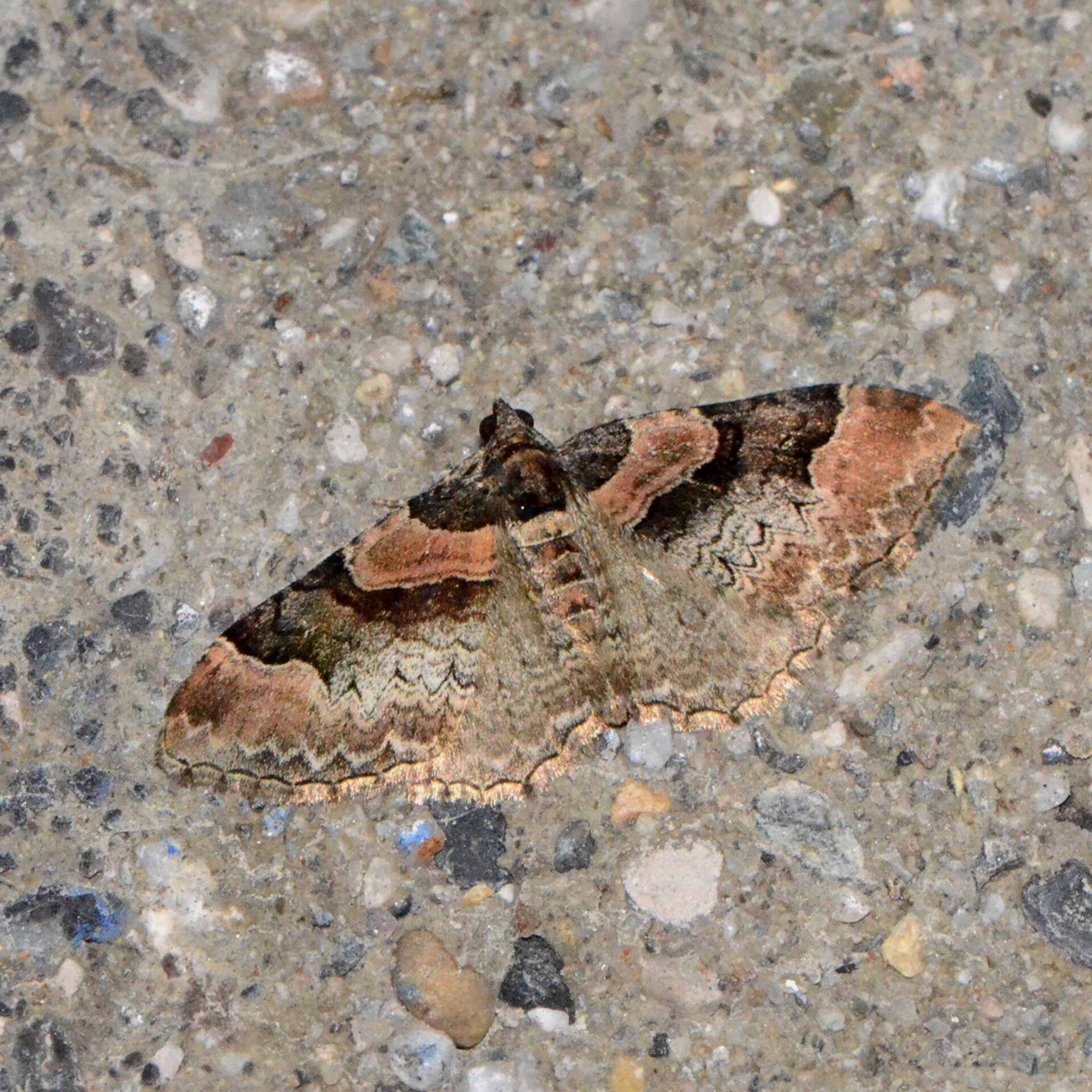 wir flattern auf heimische nachtfalter tagfalter raupen nahrungspflanzen österreich petra urbanek inge biller sabine gasparitz wirflatternauf bugs-team