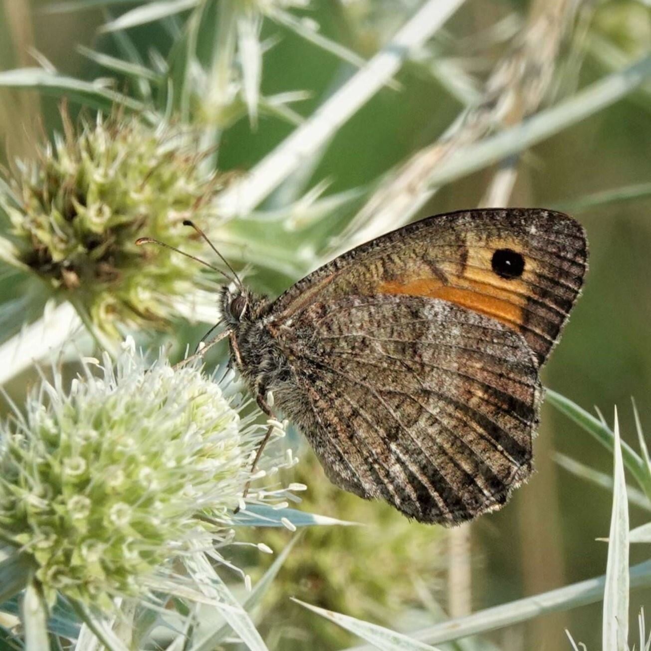 wir flattern auf heimische nachtfalter tagfalter raupen nahrungspflanzen österreich petra urbanek inge biller sabine gasparitz wirflatternauf bugs-team