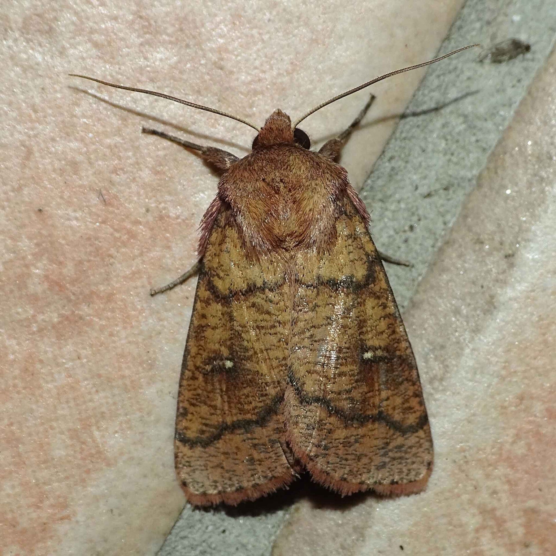 wir flattern auf heimische nachtfalter tagfalter raupen nahrungspflanzen österreich petra urbanek inge biller sabine gasparitz wirflatternauf bugs-team