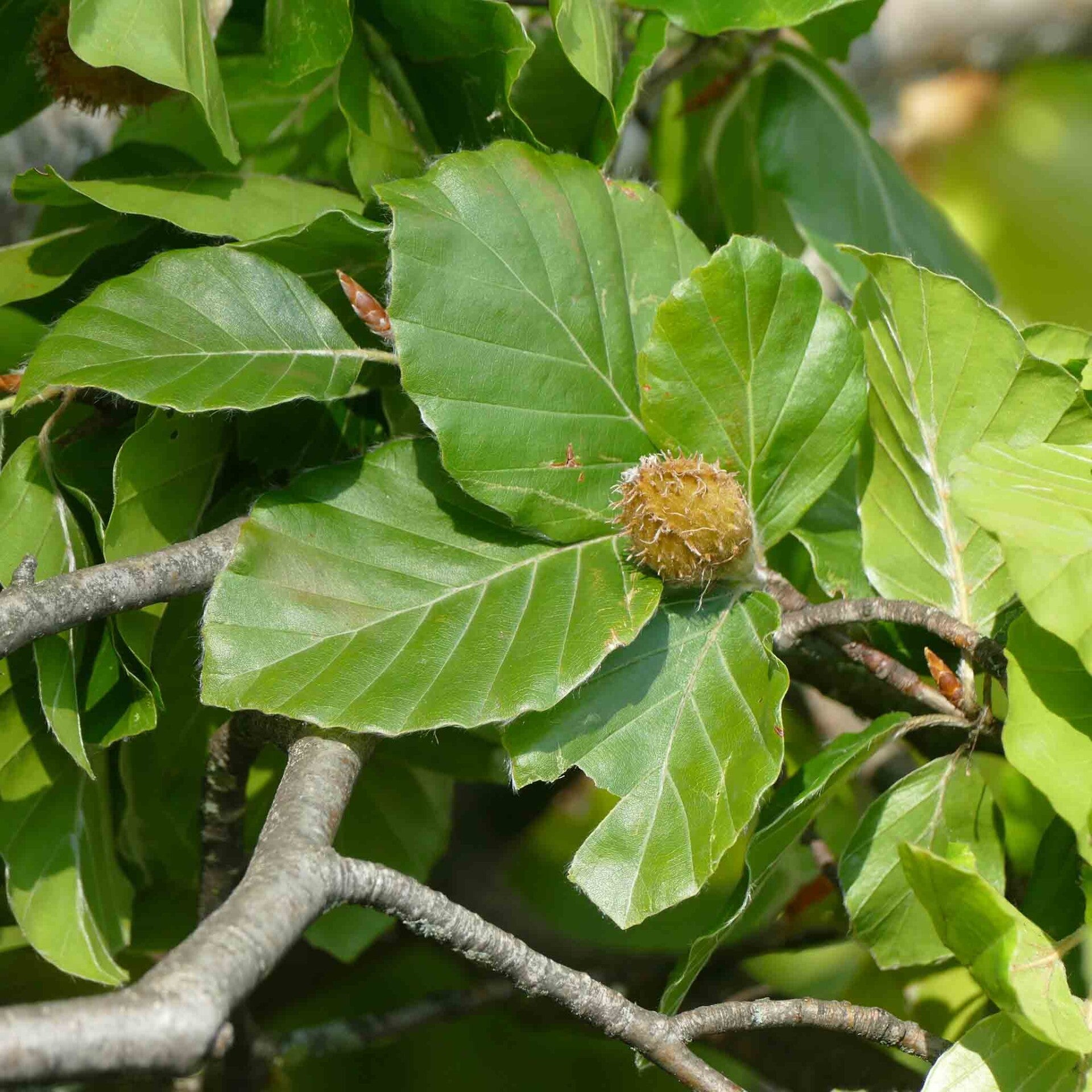 wir flattern auf heimische nachtfalter tagfalter raupen nahrungspflanzen österreich petra urbanek inge biller sabine gasparitz wirflatternauf bugs-team