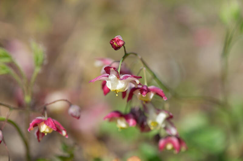 Rote Elfenblume / Alpengarten