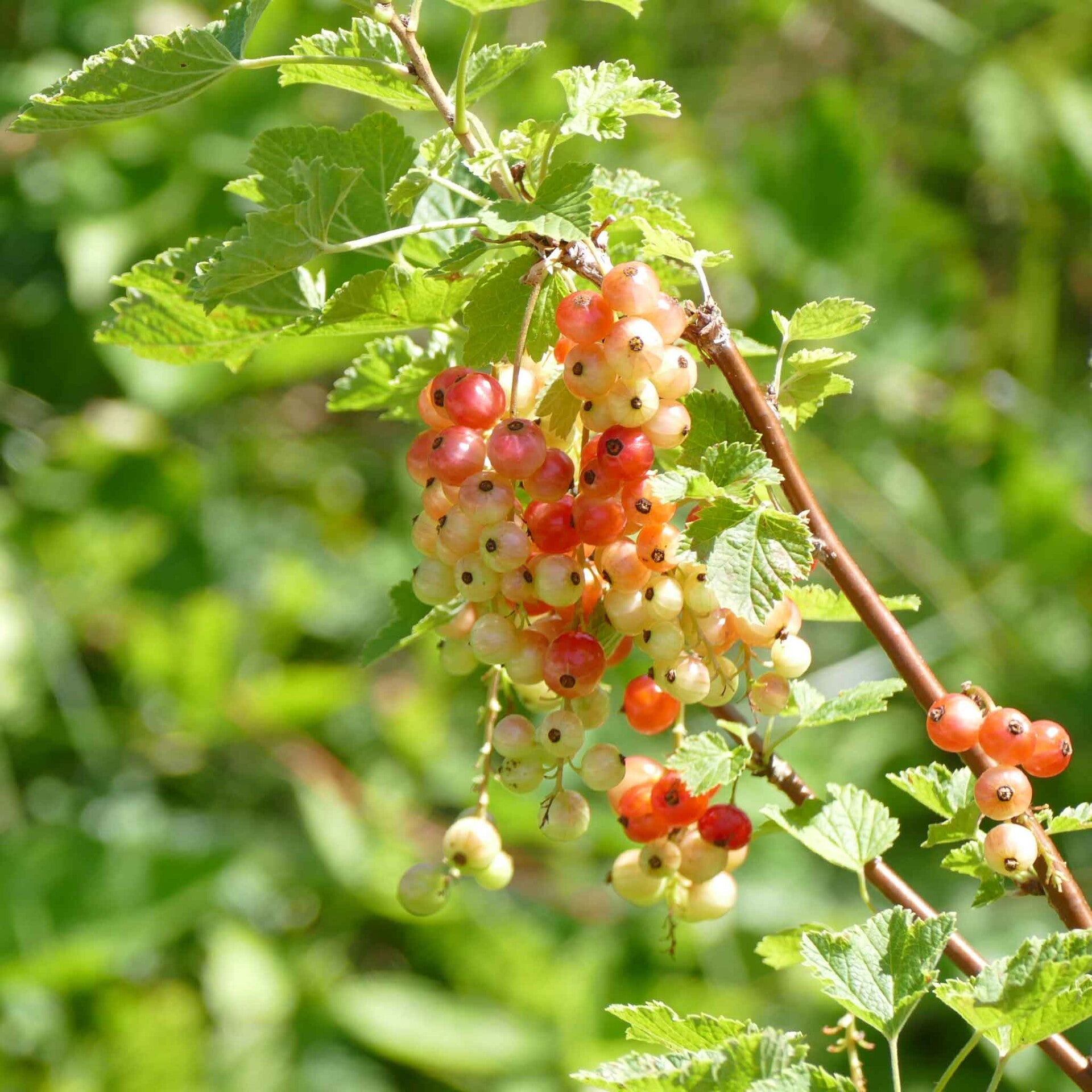 wir flattern auf heimische nachtfalter tagfalter raupen nahrungspflanzen österreich petra urbanek inge biller sabine gasparitz wirflatternauf bugs-team