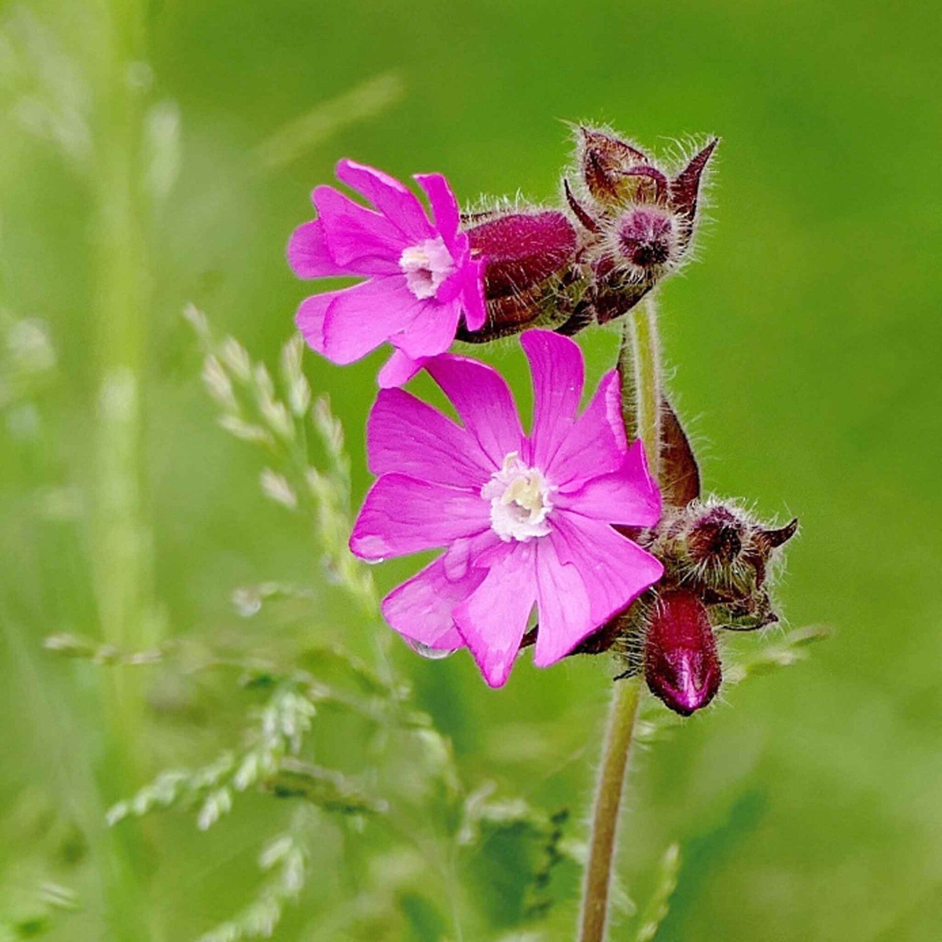wir flattern auf heimische nachtfalter tagfalter raupen nahrungspflanzen österreich petra urbanek inge biller sabine gasparitz wirflatternauf bugs-team