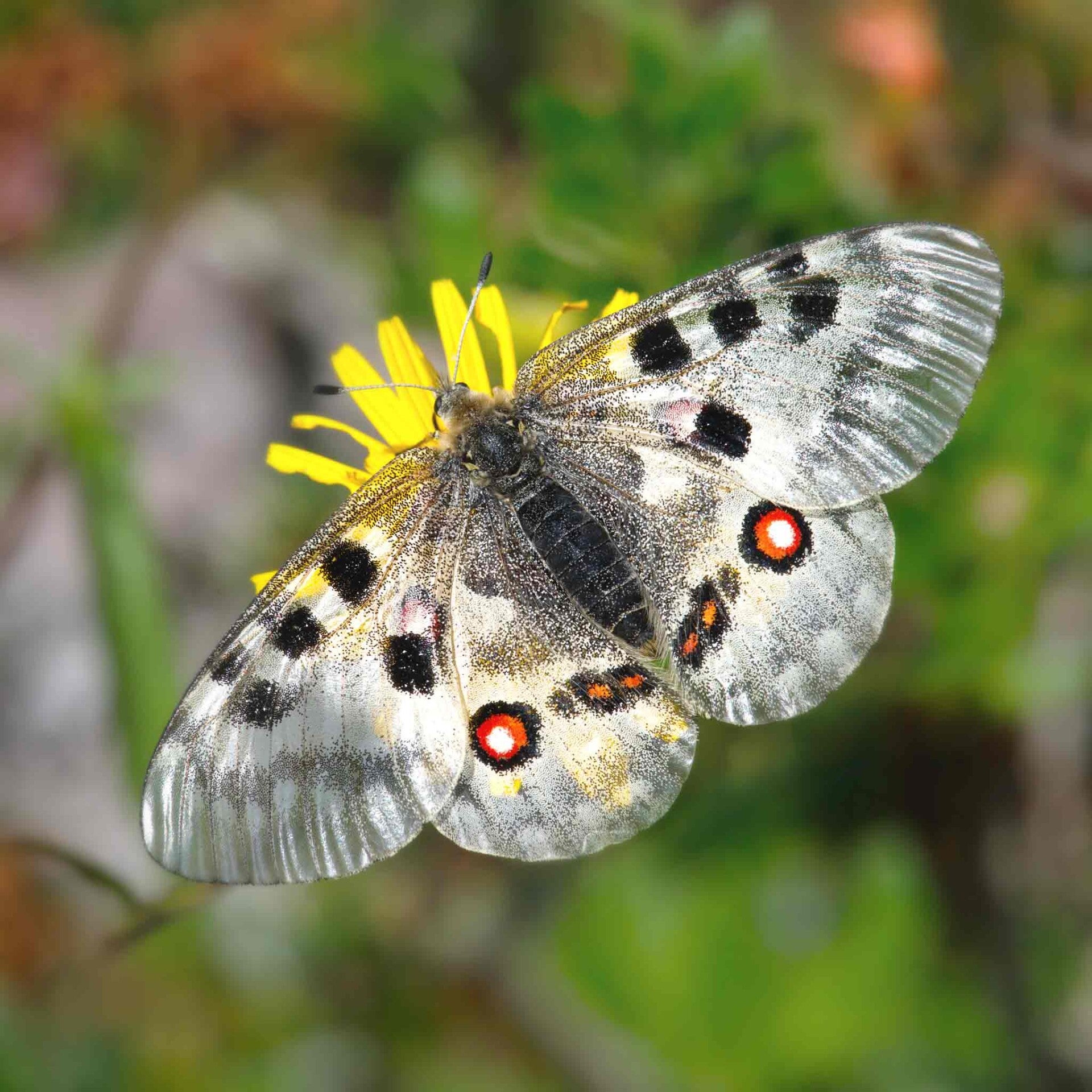 wir flattern auf heimische nachtfalter tagfalter raupen nahrungspflanzen österreich petra urbanek inge biller sabine gasparitz wirflatternauf bugs-team