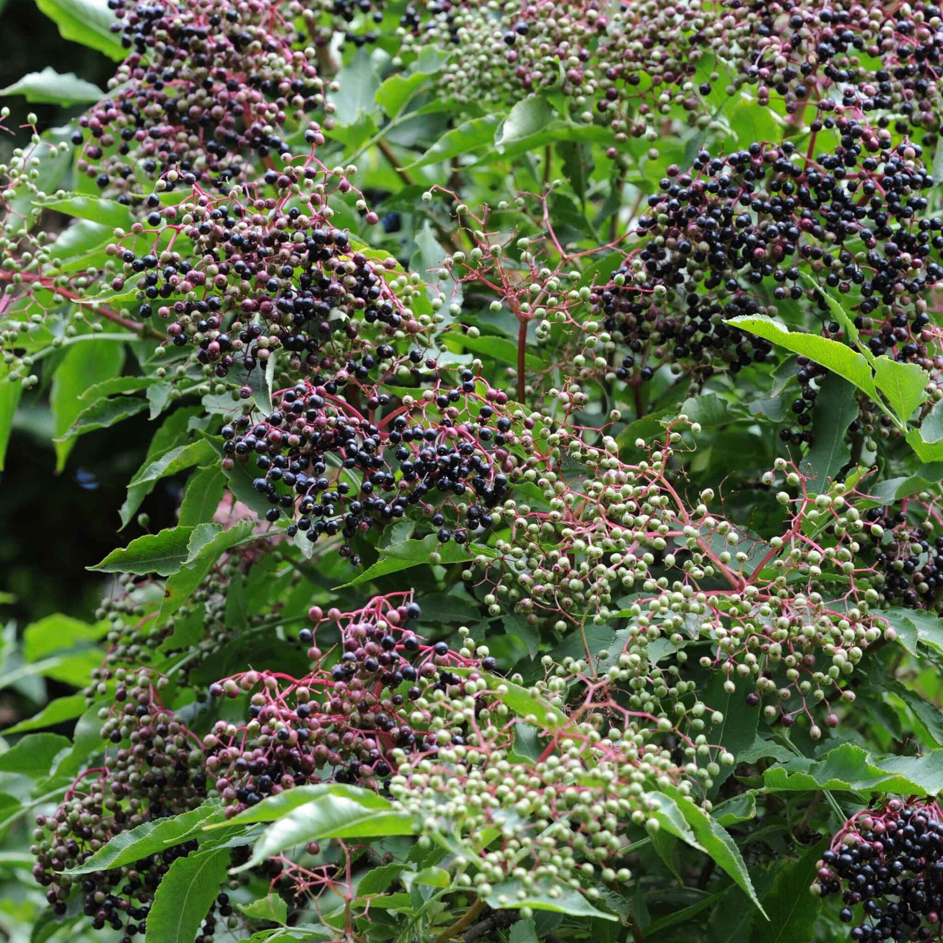 wir flattern auf heimische nachtfalter tagfalter raupen nahrungspflanzen österreich petra urbanek inge biller sabine gasparitz wirflatternauf bugs-team