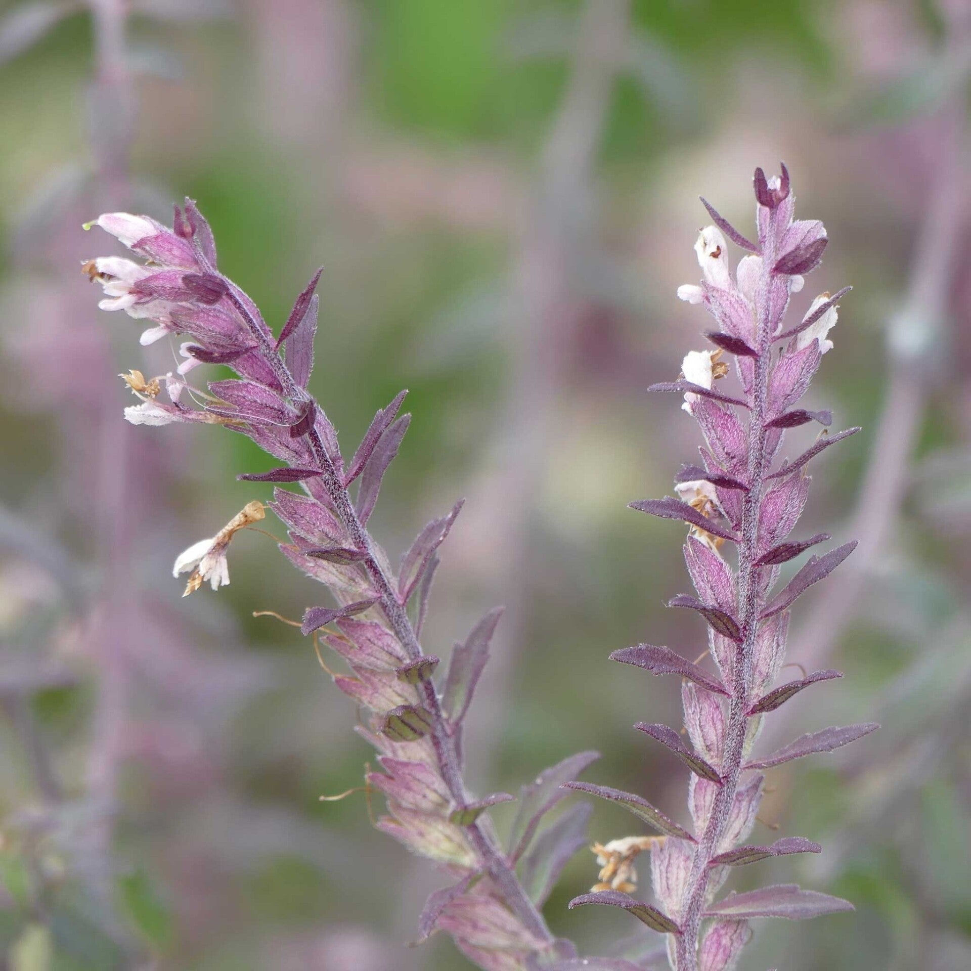 wir flattern auf heimische nachtfalter tagfalter raupen nahrungspflanzen österreich petra urbanek inge biller sabine gasparitz wirflatternauf bugs-team