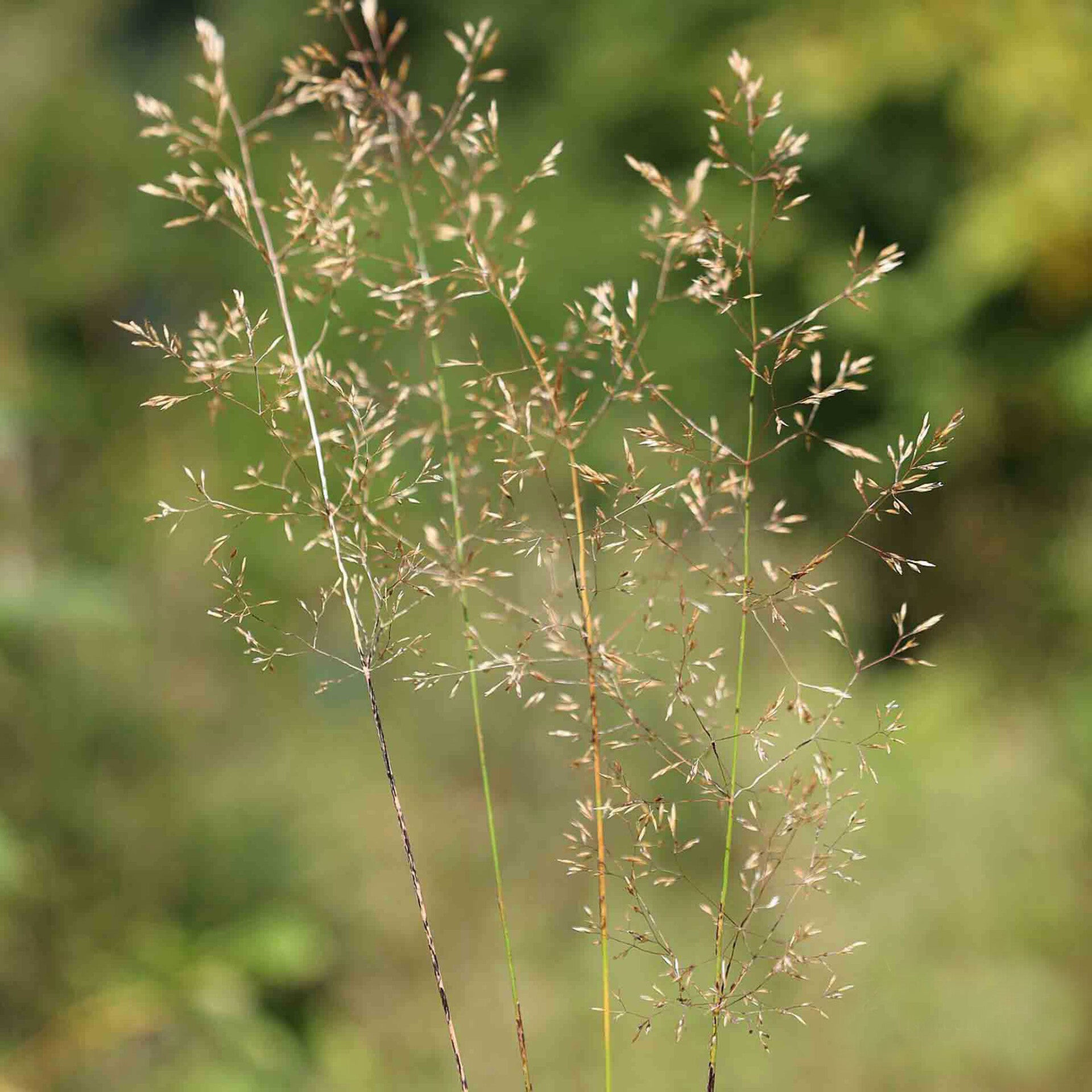wir flattern auf heimische nachtfalter tagfalter raupen nahrungspflanzen österreich petra urbanek inge biller sabine gasparitz wirflatternauf bugs-team
