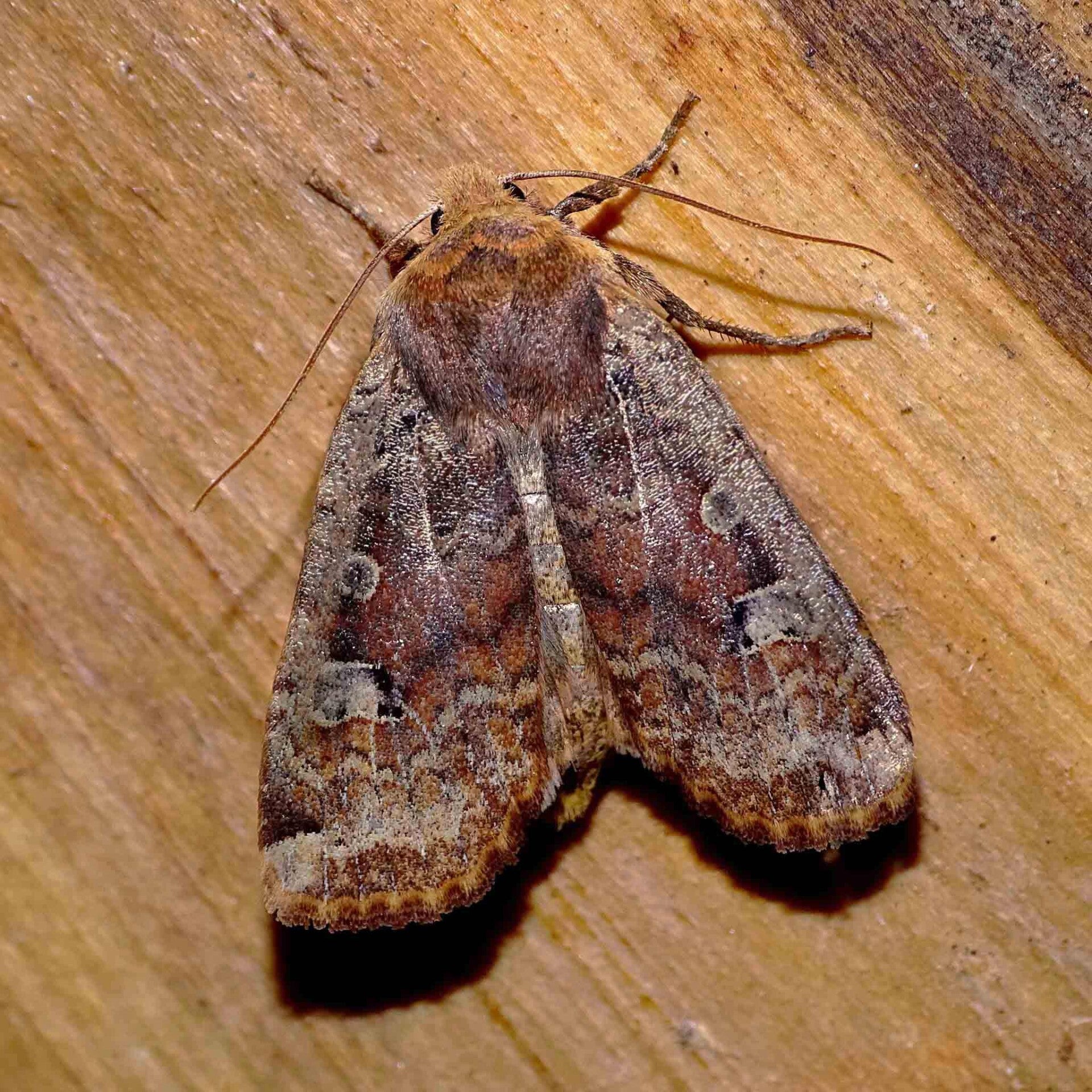 wir flattern auf heimische nachtfalter tagfalter raupen nahrungspflanzen österreich petra urbanek inge biller sabine gasparitz wirflatternauf bugs-team