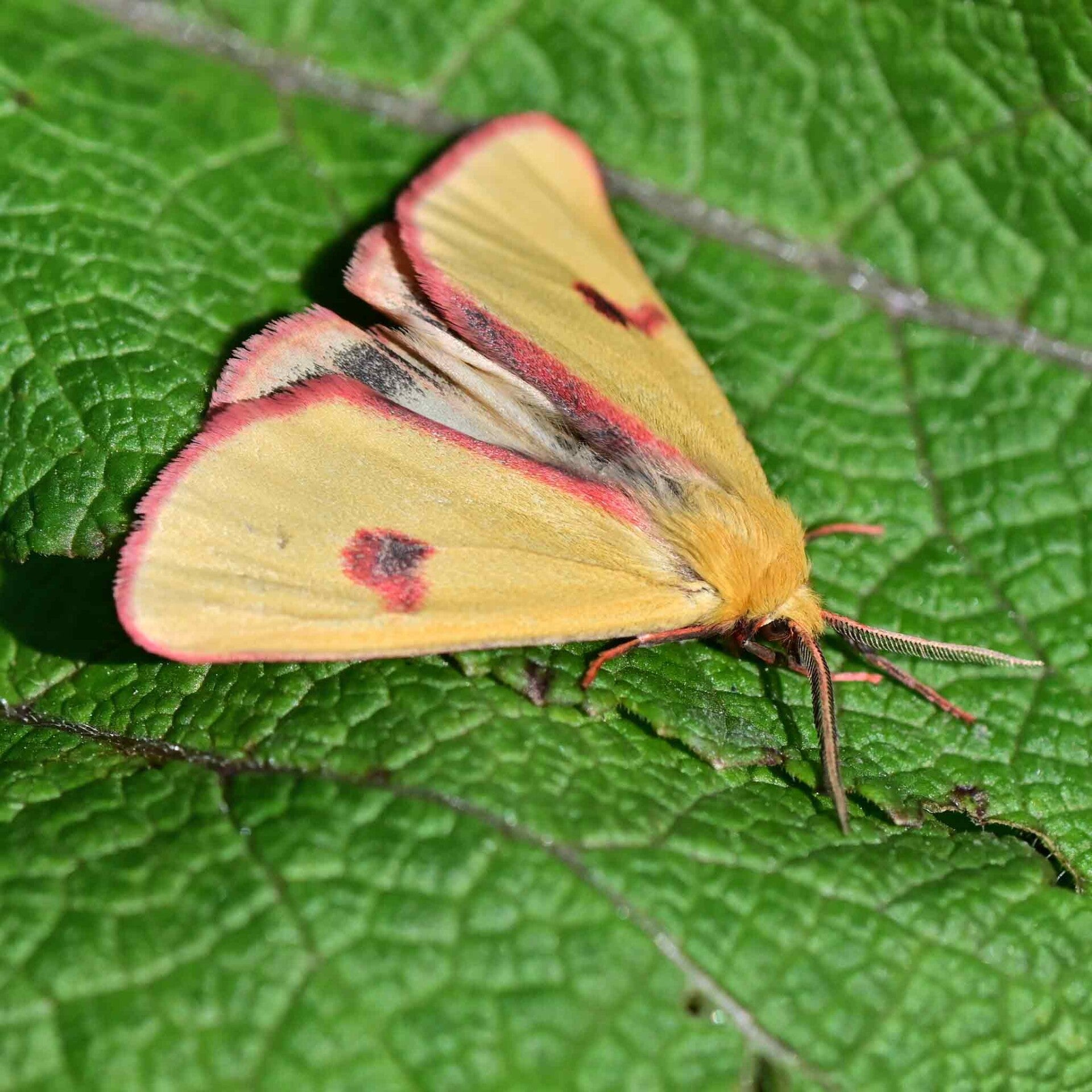 wir flattern auf heimische nachtfalter tagfalter raupen nahrungspflanzen österreich petra urbanek inge biller sabine gasparitz wirflatternauf bugs-team