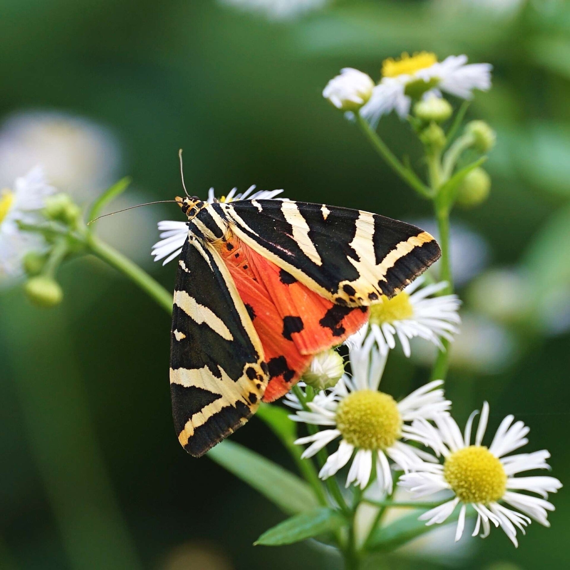 wir flattern auf heimische nachtfalter tagfalter raupen nahrungspflanzen österreich petra urbanek inge biller sabine gasparitz wirflatternauf bugs-team